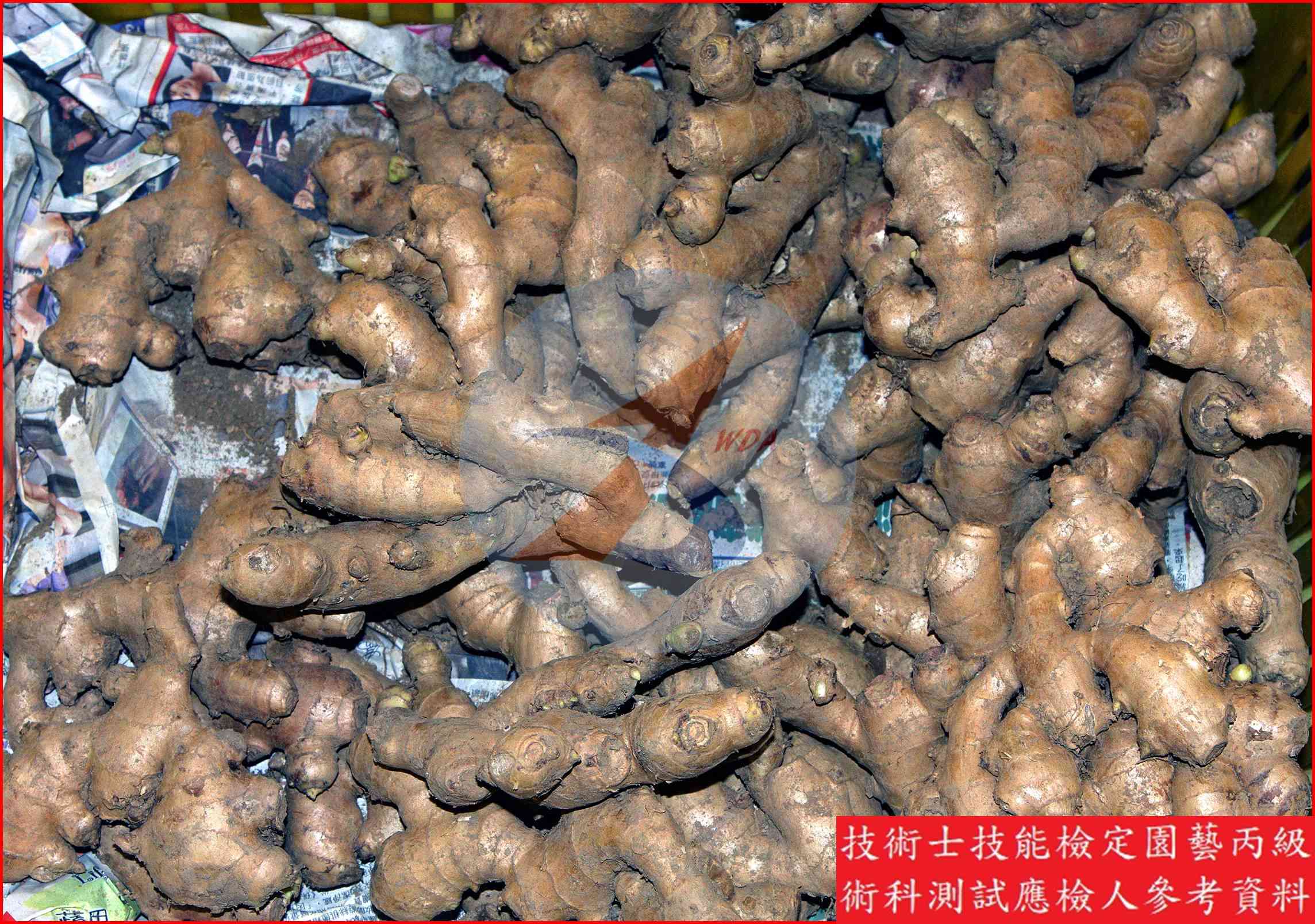薑 園藝丙級識別圖片 4