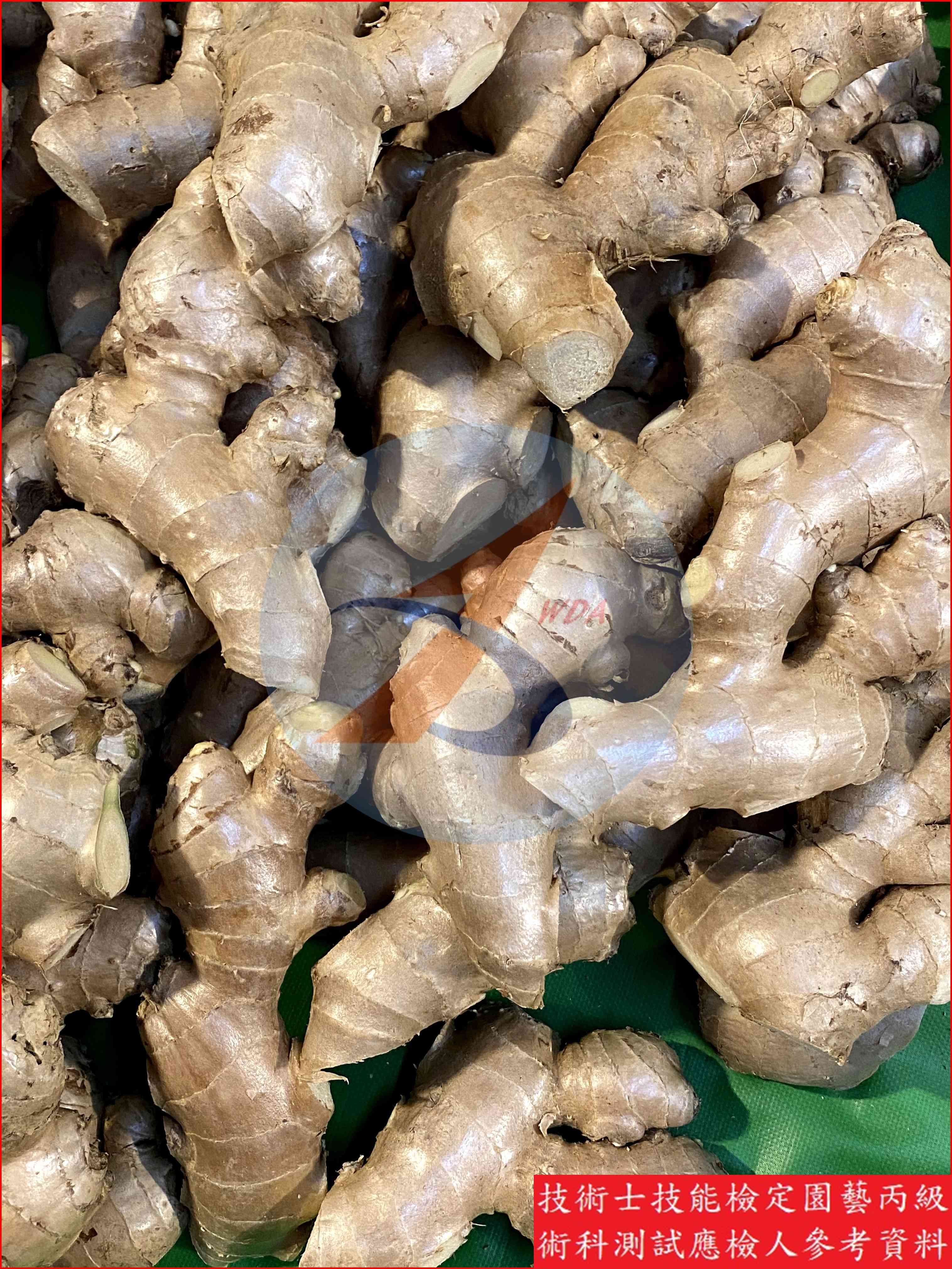 薑 園藝丙級識別圖片 5