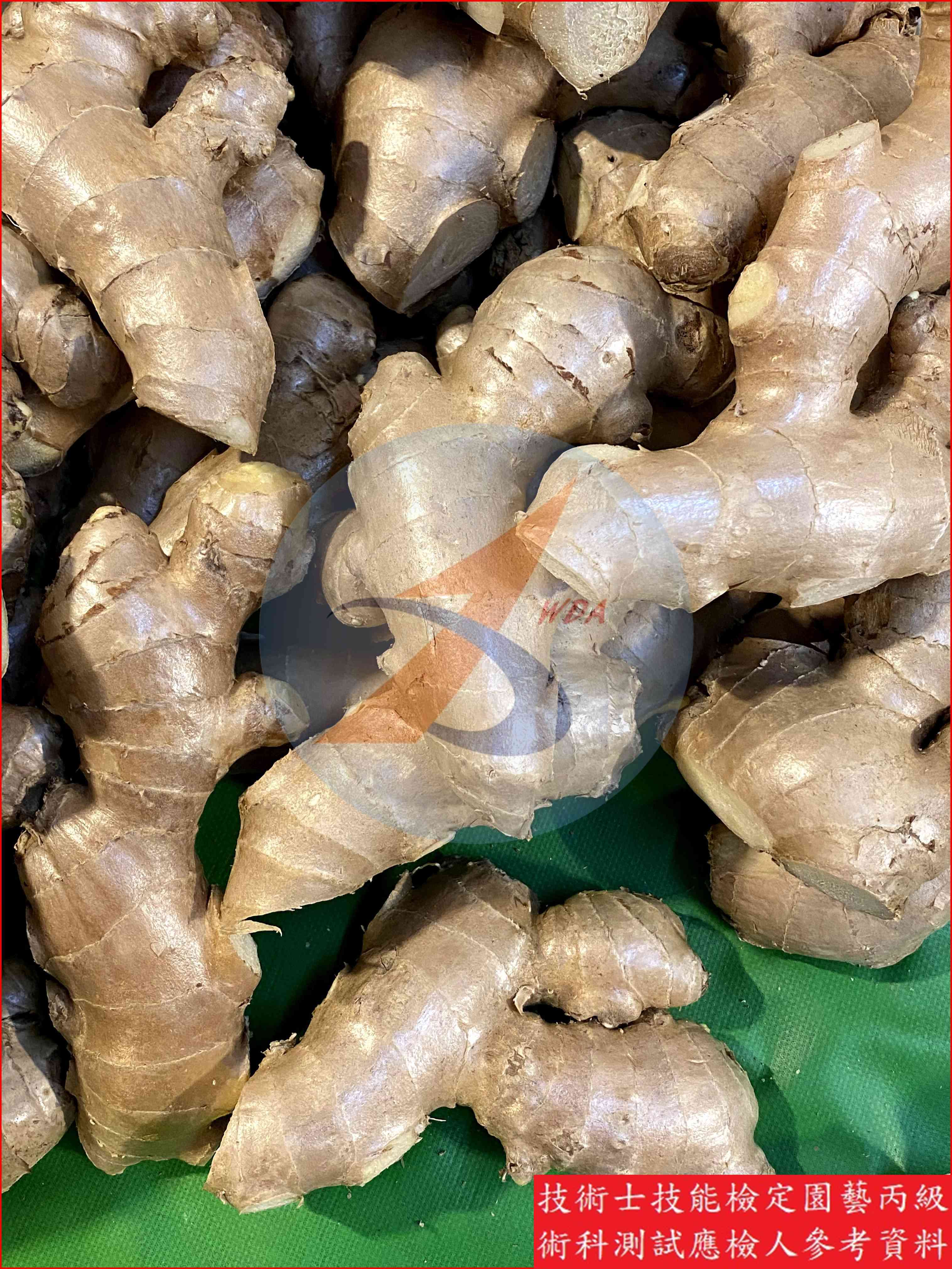 薑 園藝丙級識別圖片 6