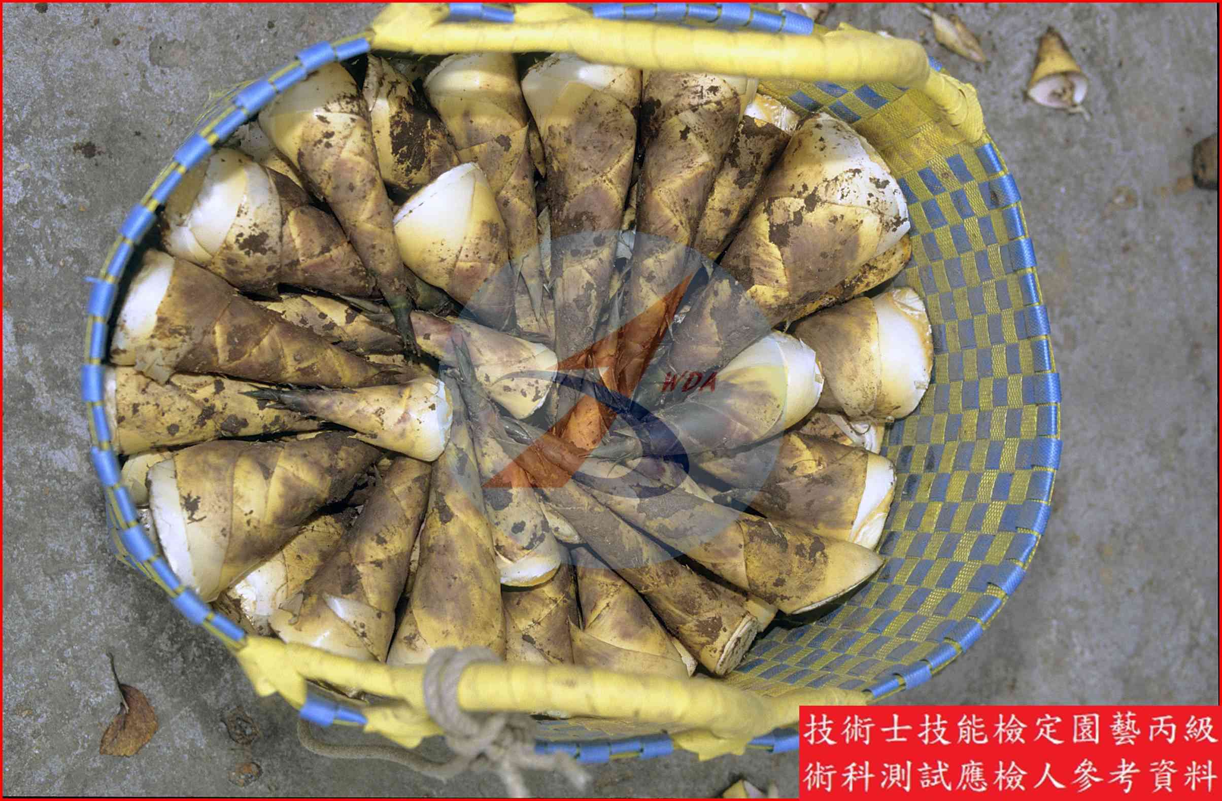 竹筍 / 茭白 比較主圖