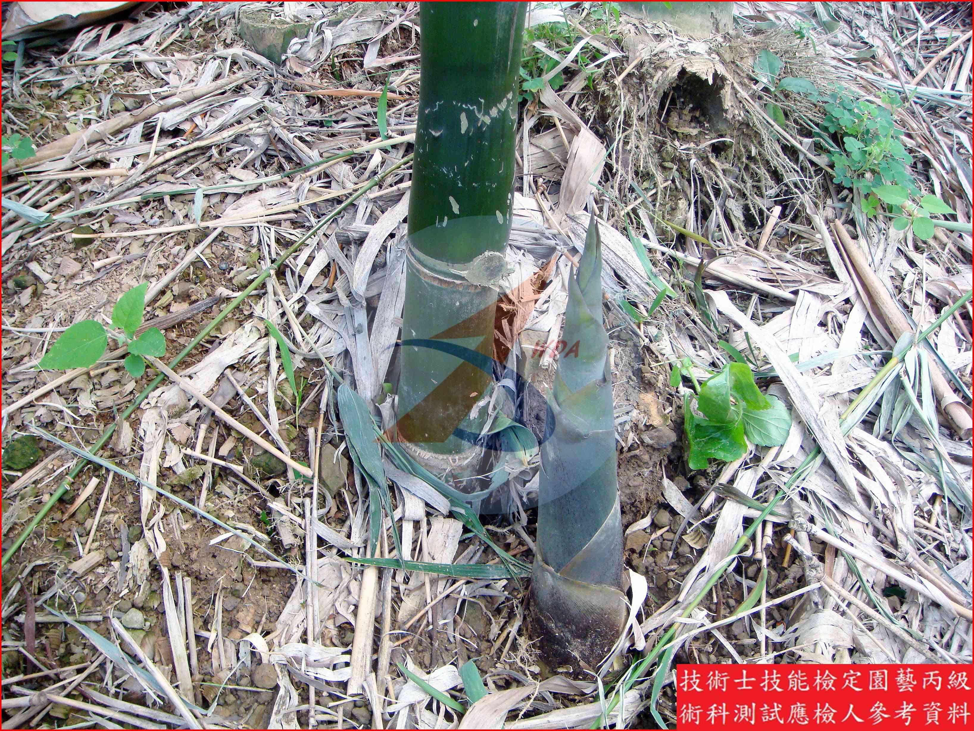 竹筍 園藝丙級識別圖片 12