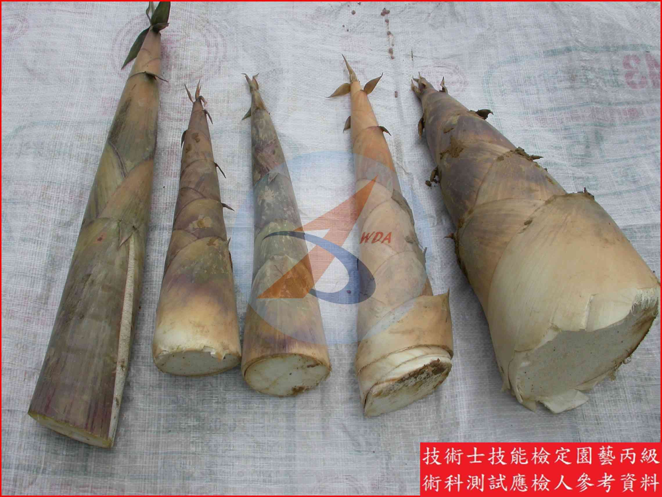 竹筍 園藝丙級識別圖片 2