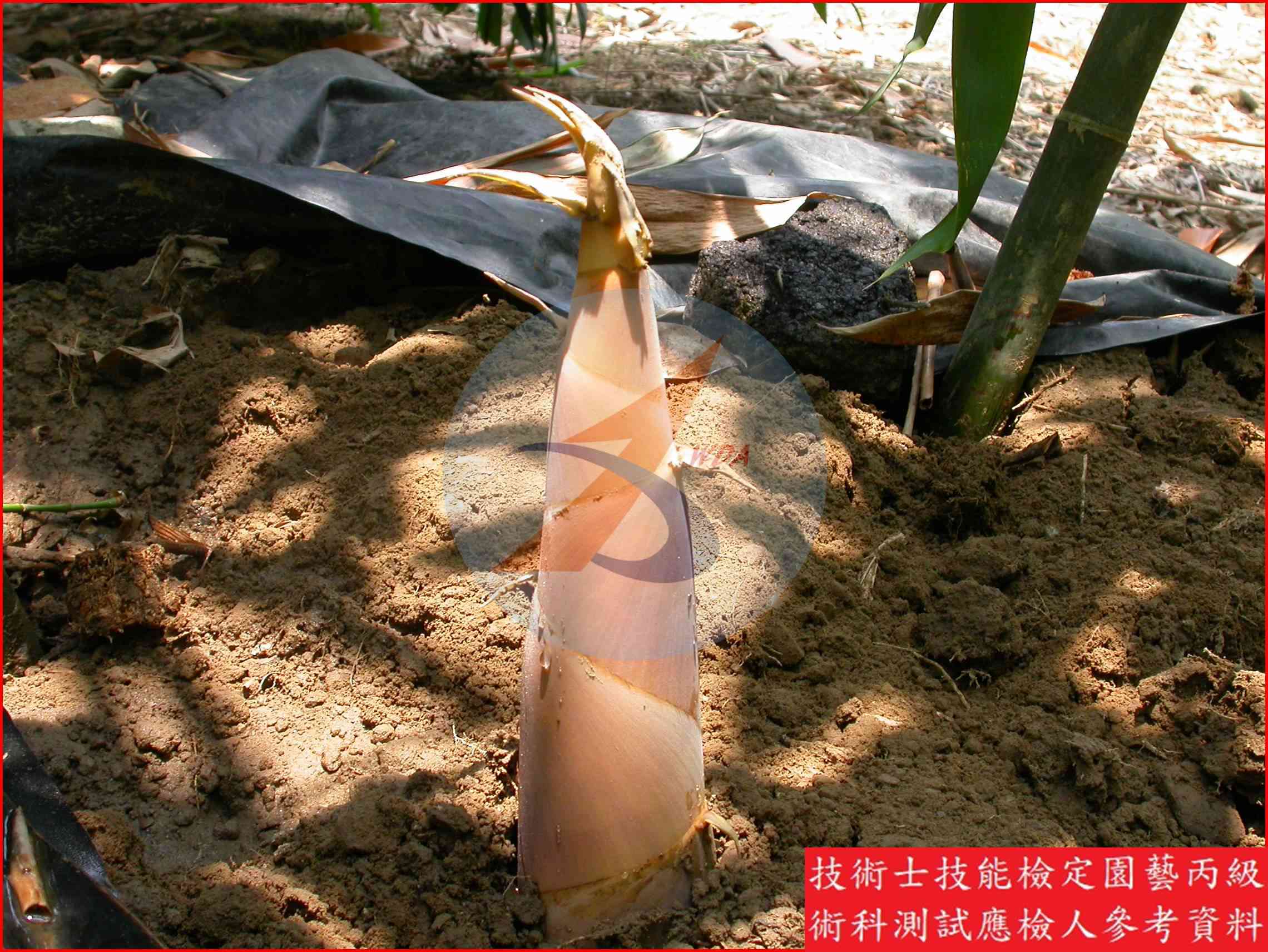 竹筍 園藝丙級識別圖片 3