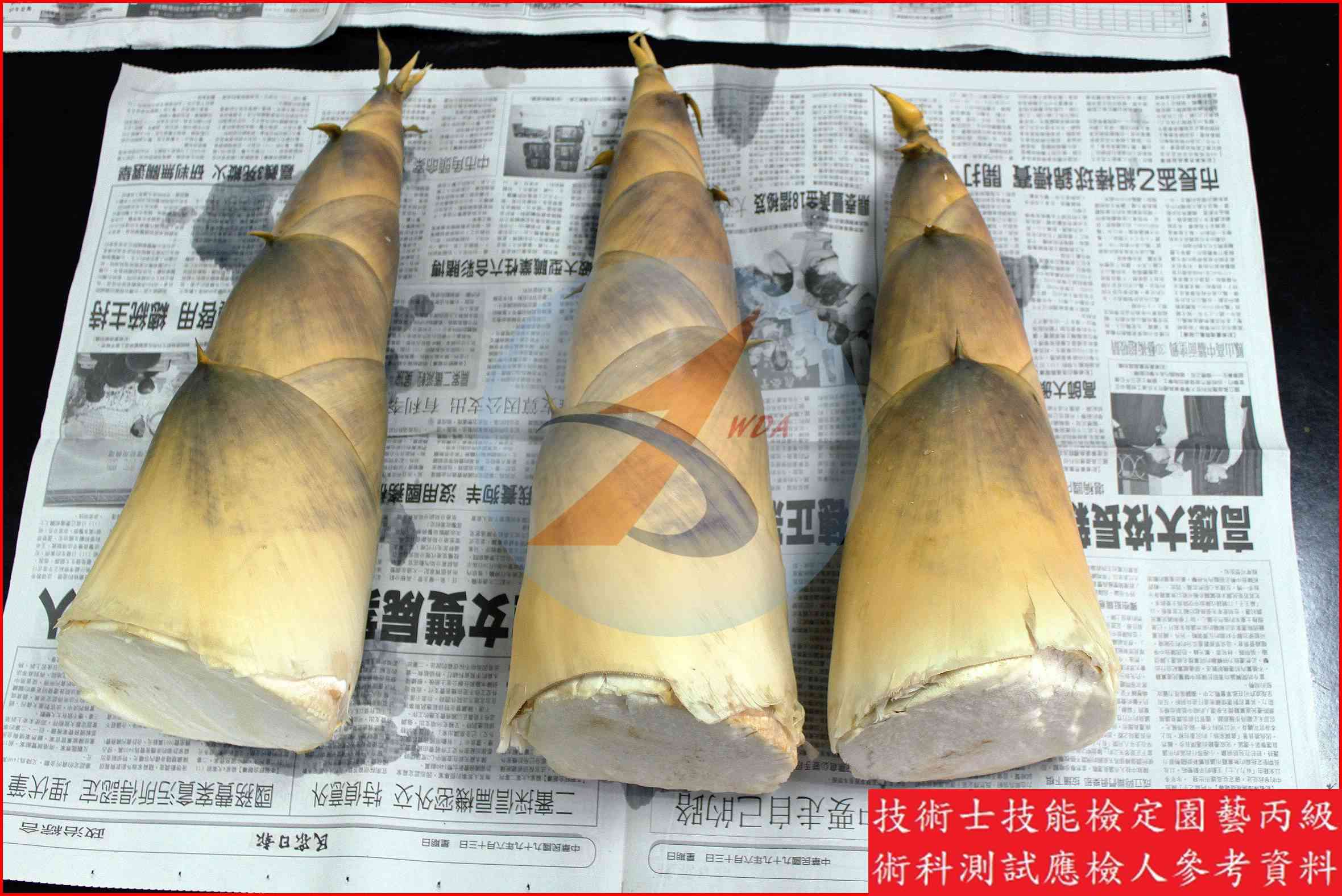 竹筍 園藝丙級識別圖片 6