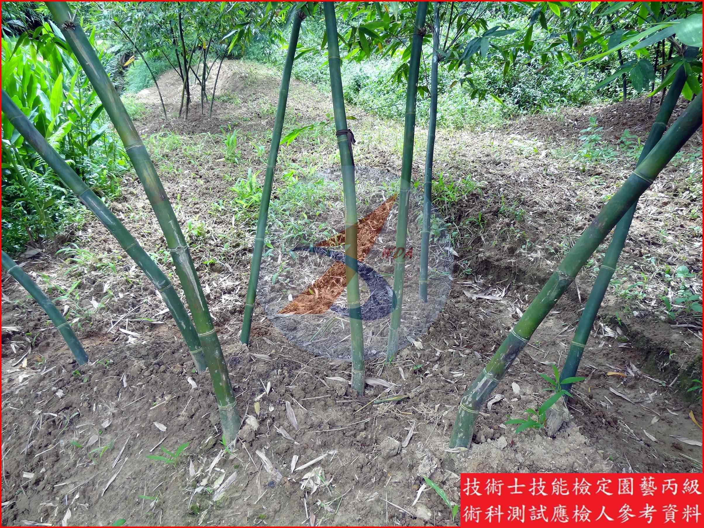 竹筍 園藝丙級識別圖片 7