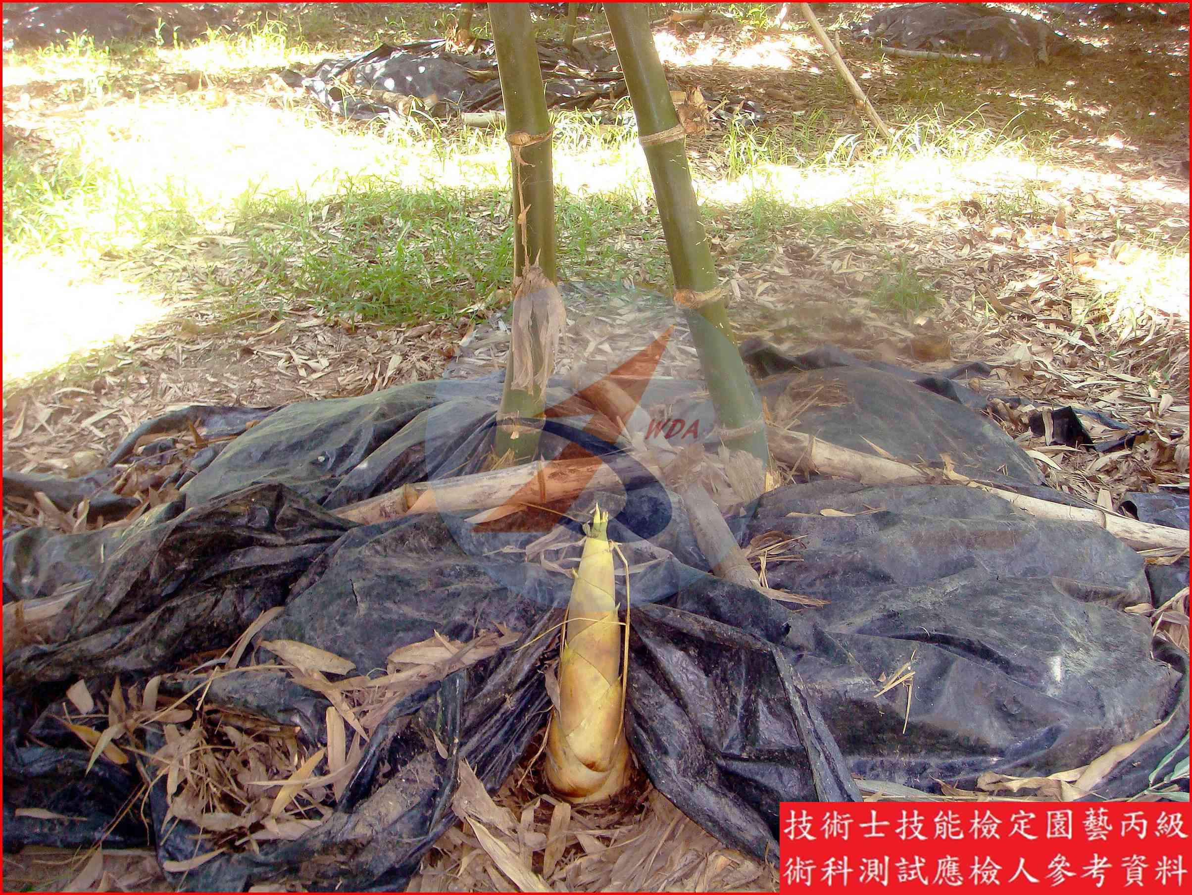 竹筍 園藝丙級識別圖片 8