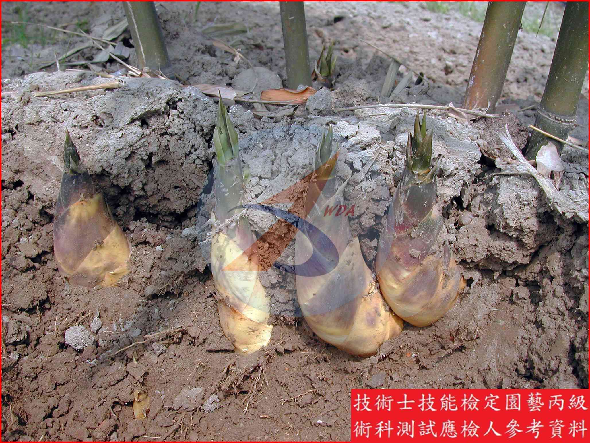 竹筍 園藝丙級識別圖片 9