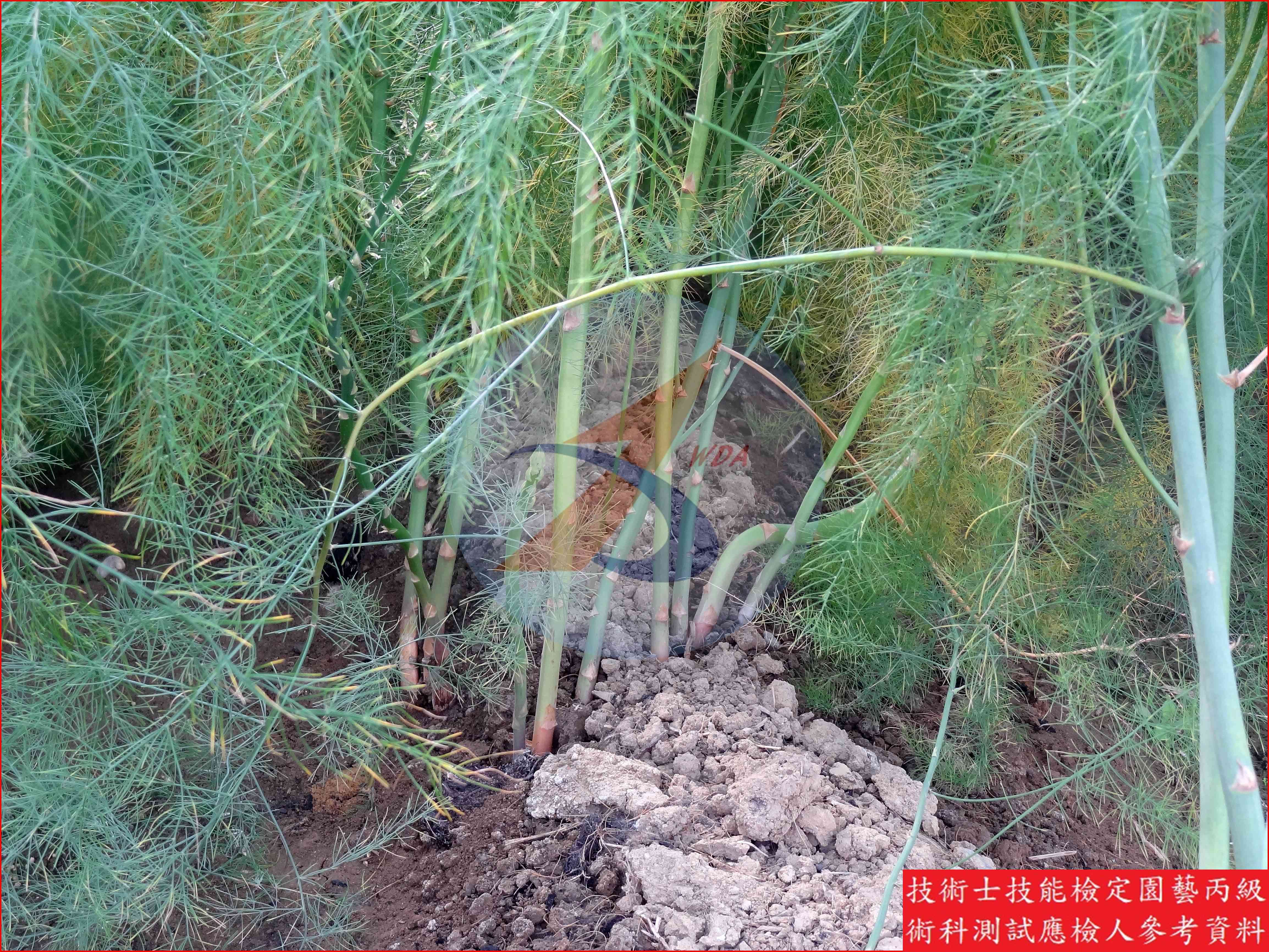 蘆筍 園藝丙級識別圖片 3
