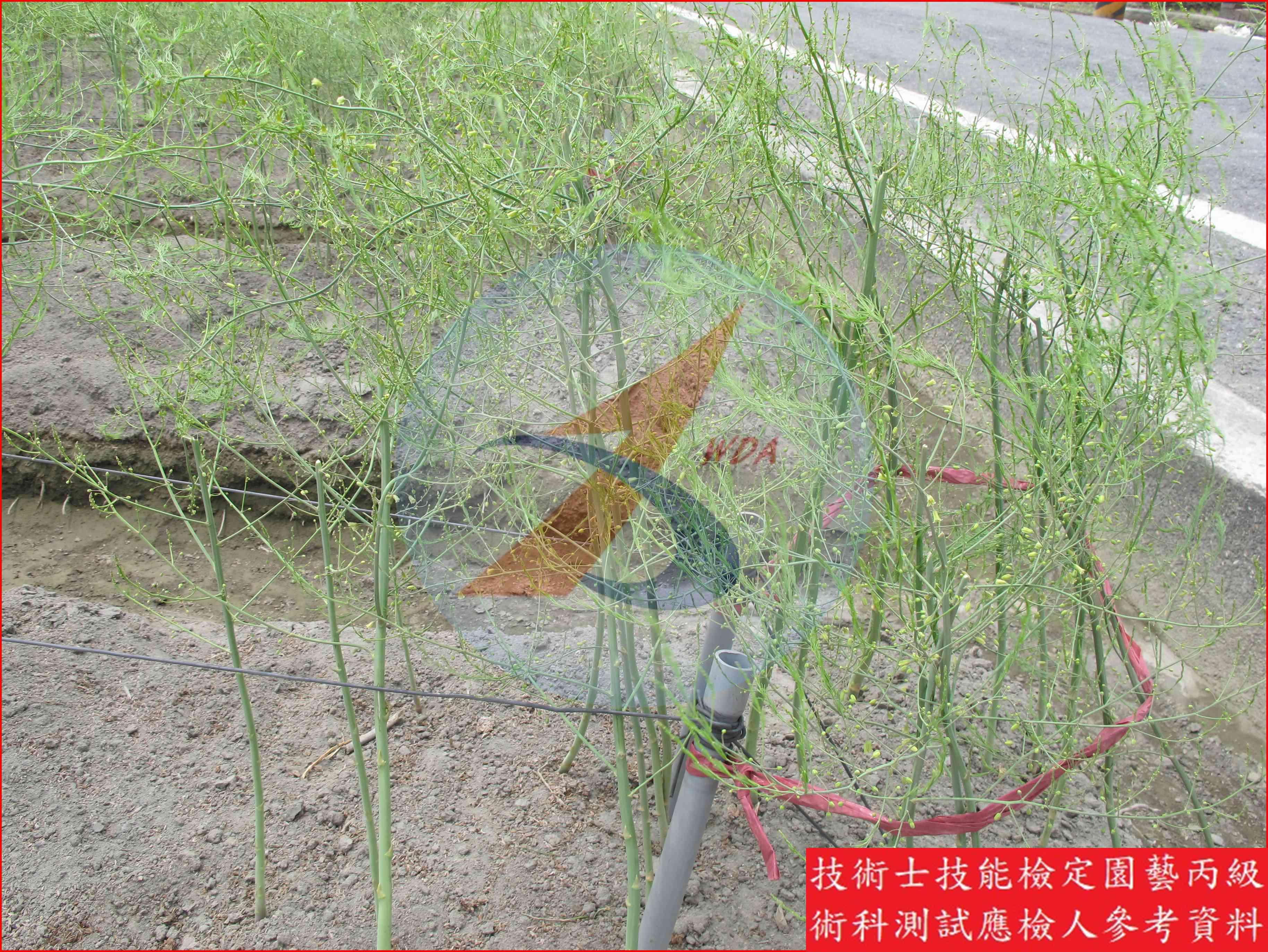 蘆筍 園藝丙級識別圖片 4