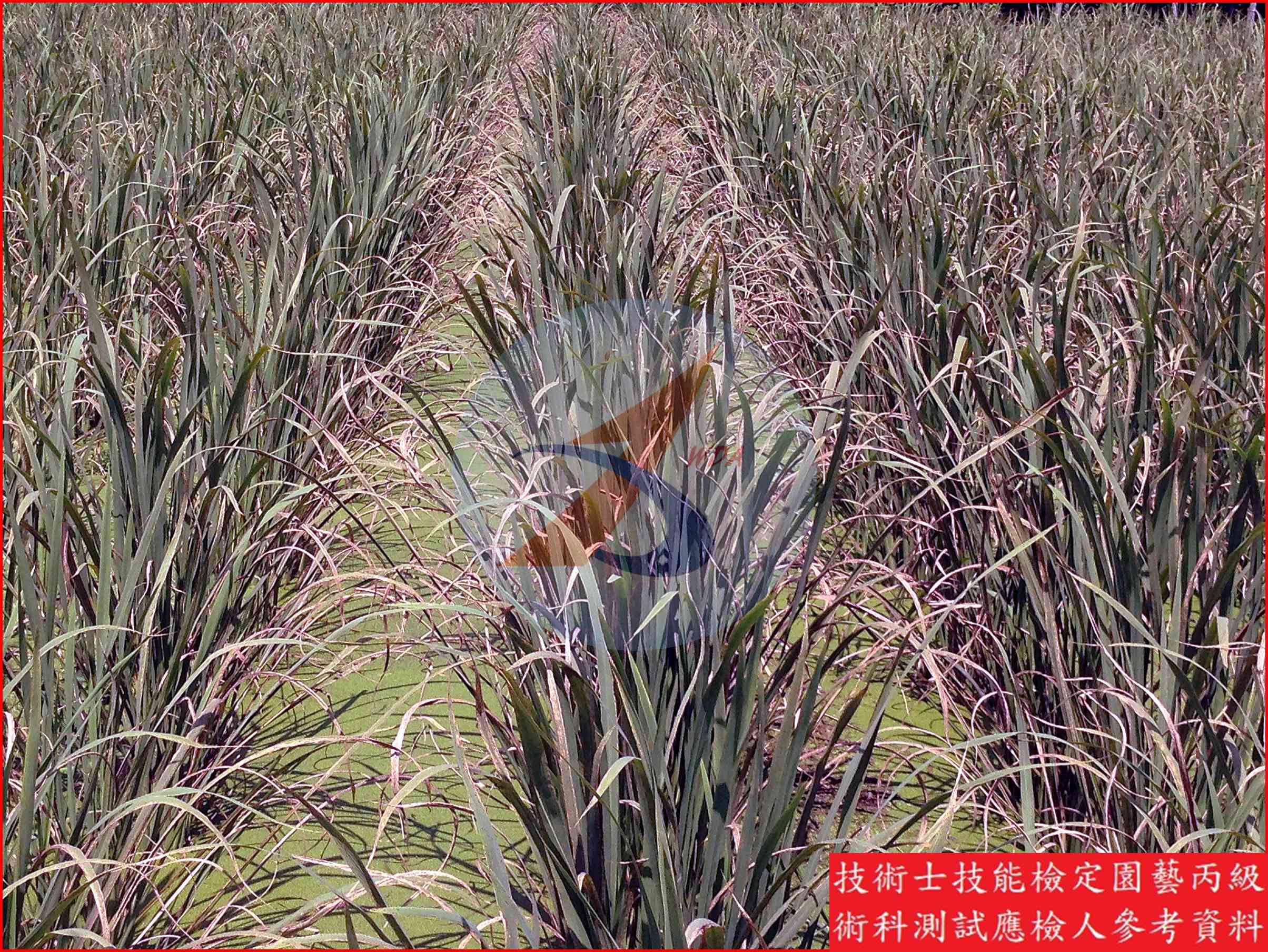 茭白 園藝丙級識別主圖