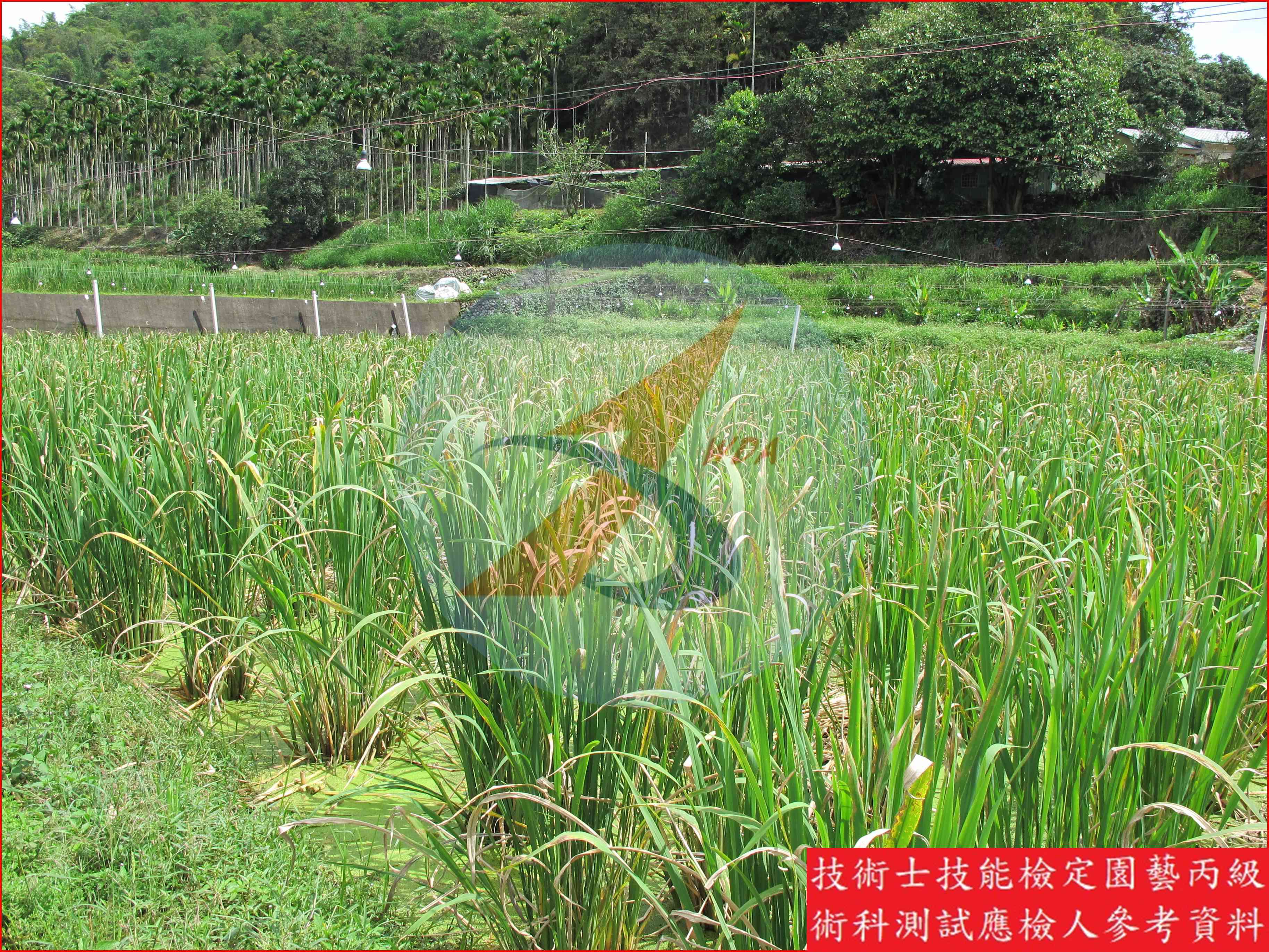 茭白 園藝丙級識別圖片 2