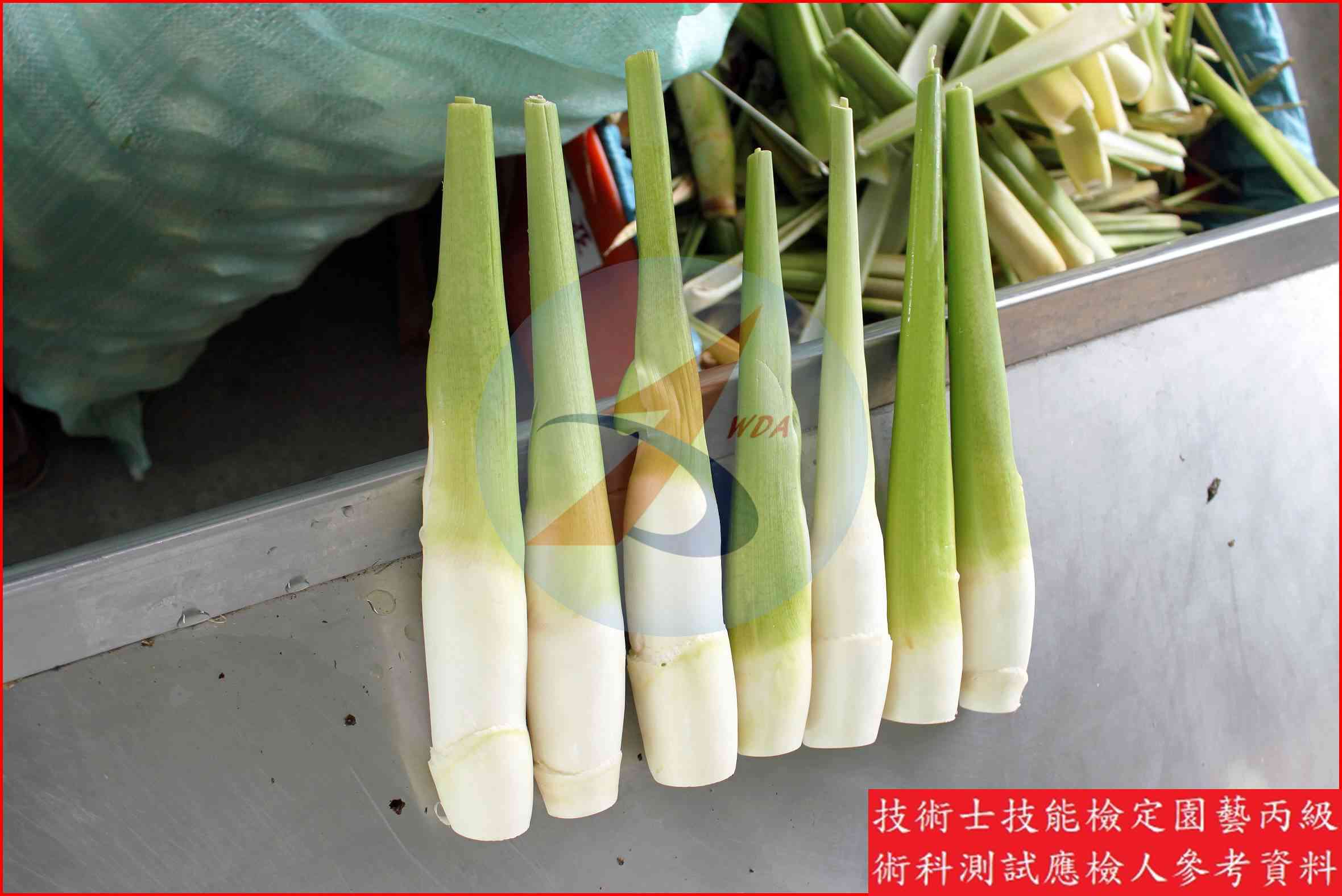 茭白 園藝丙級識別圖片 3