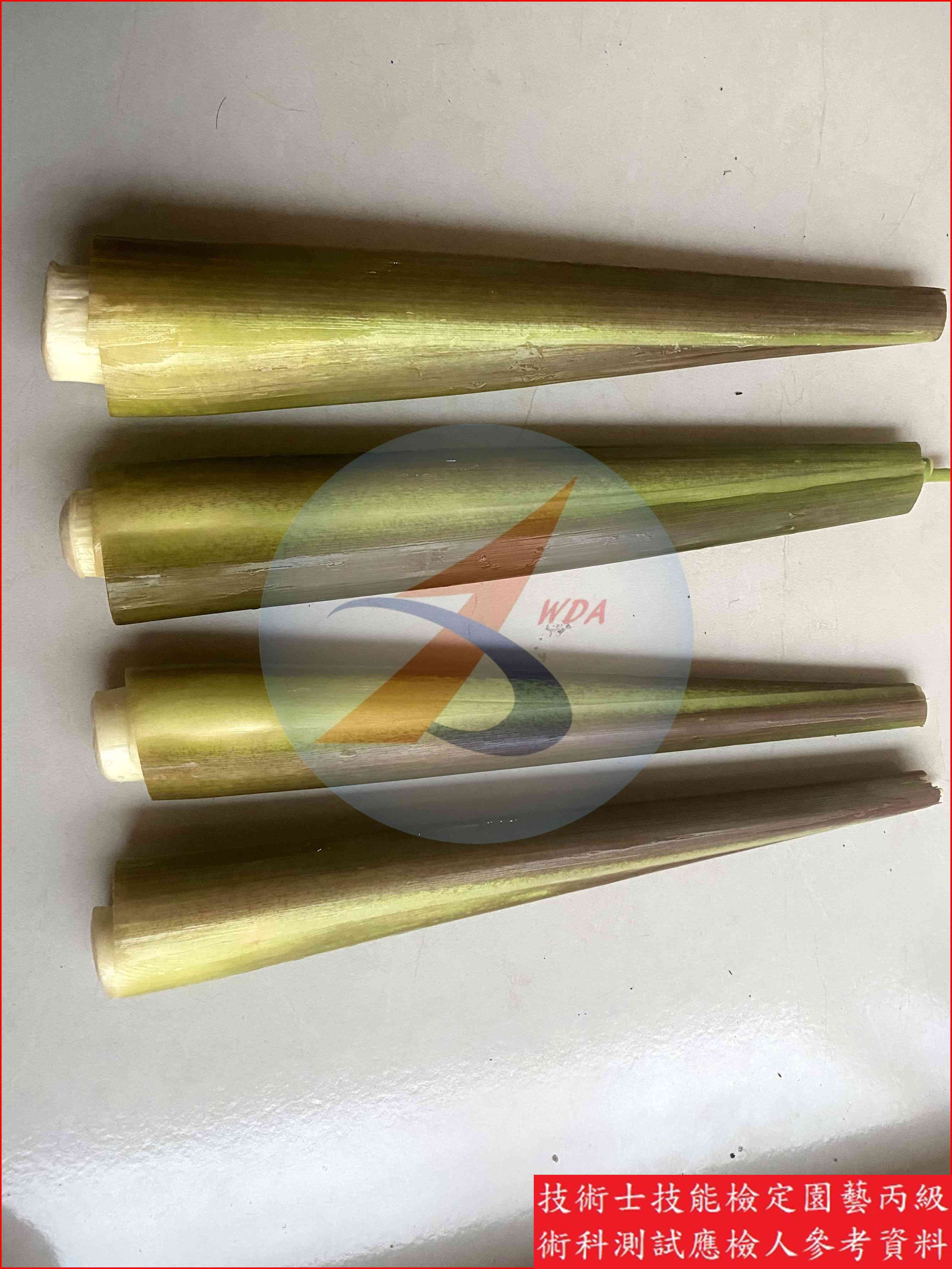 茭白 園藝丙級識別圖片 4