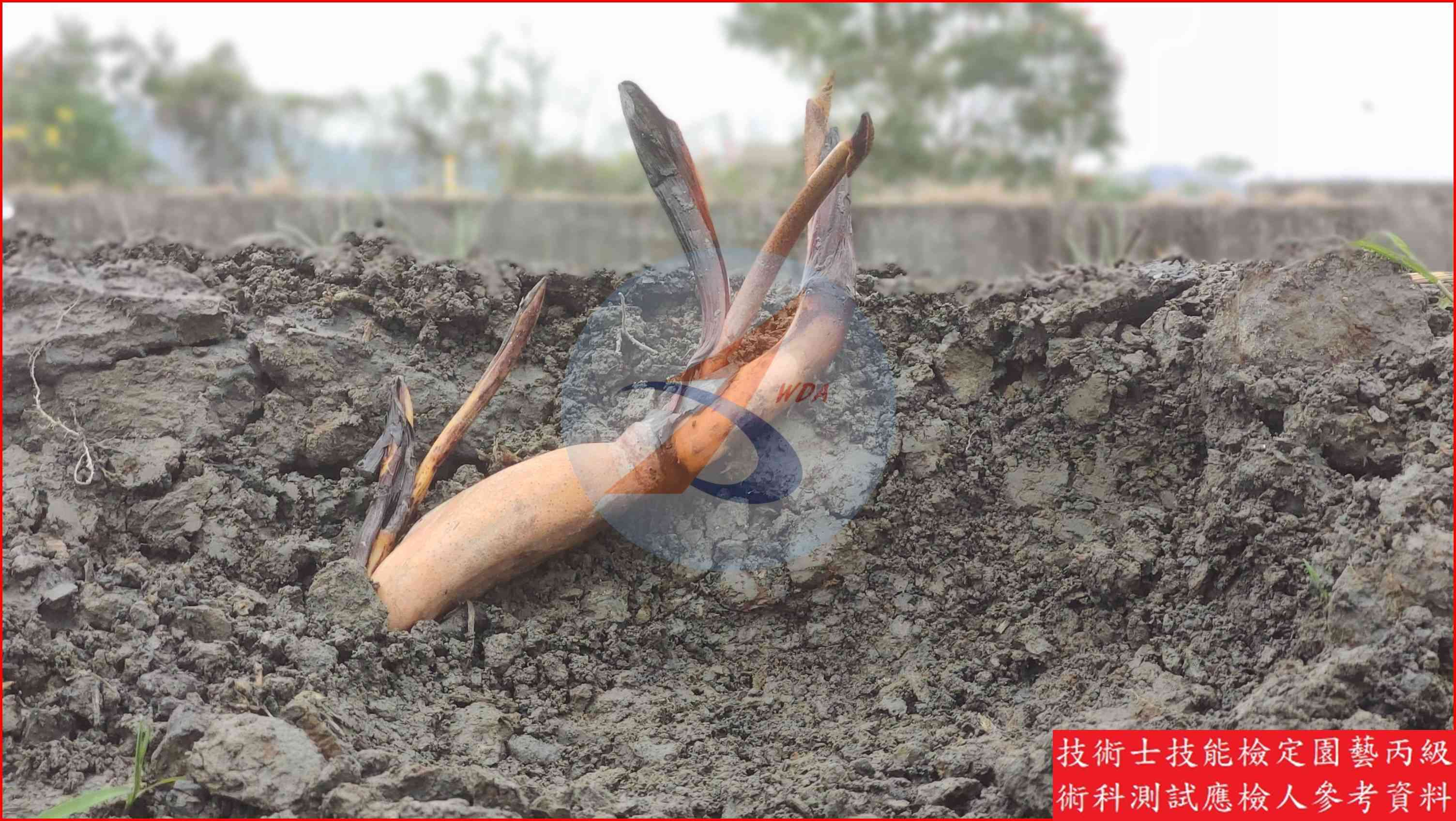 蓮藕 園藝丙級識別圖片 2