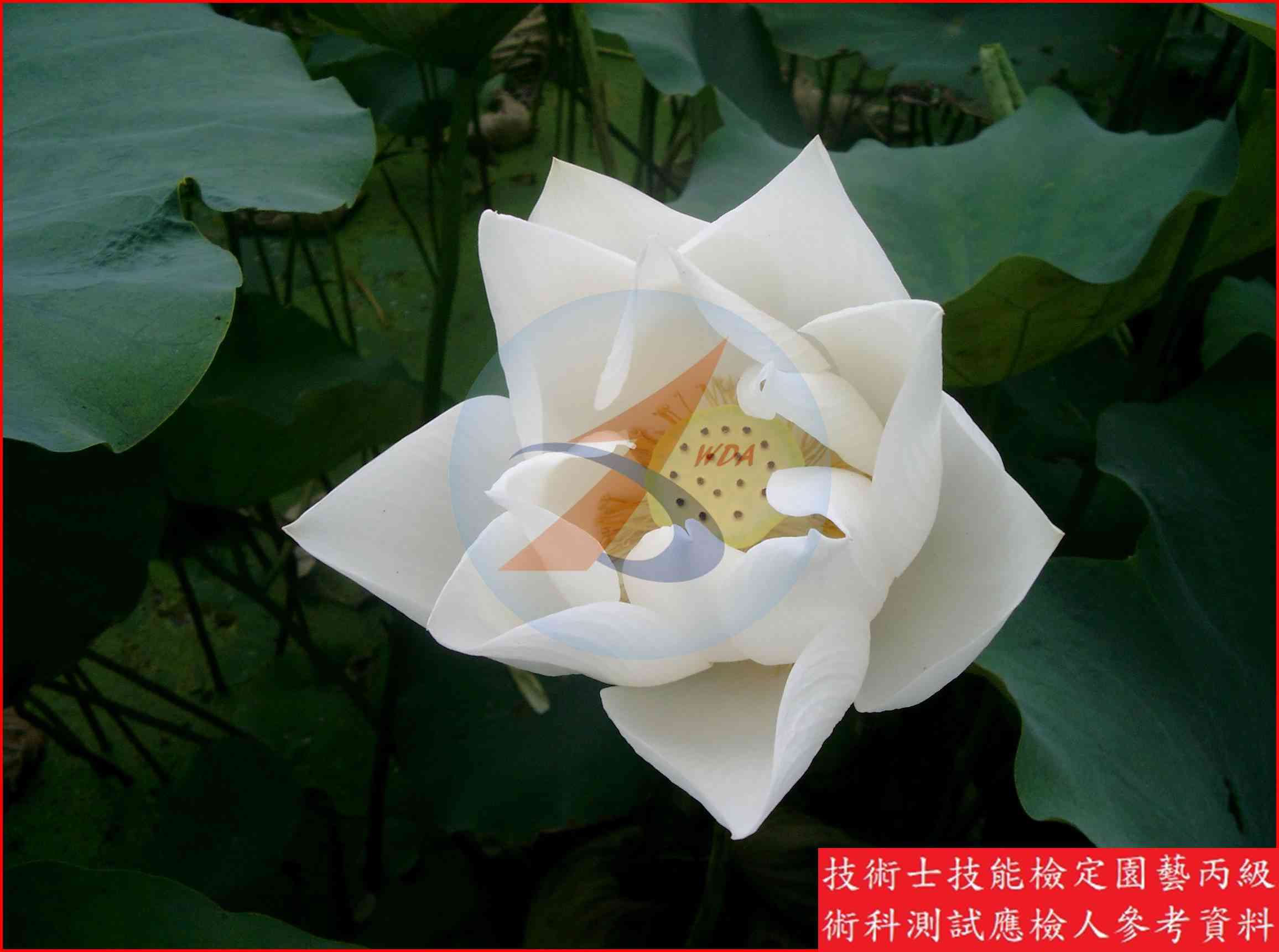 蓮藕 園藝丙級識別圖片 3