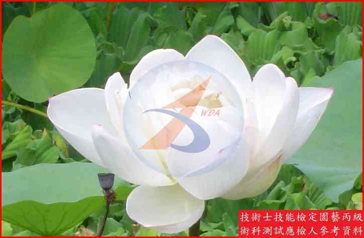 蓮藕 園藝丙級識別圖片 4