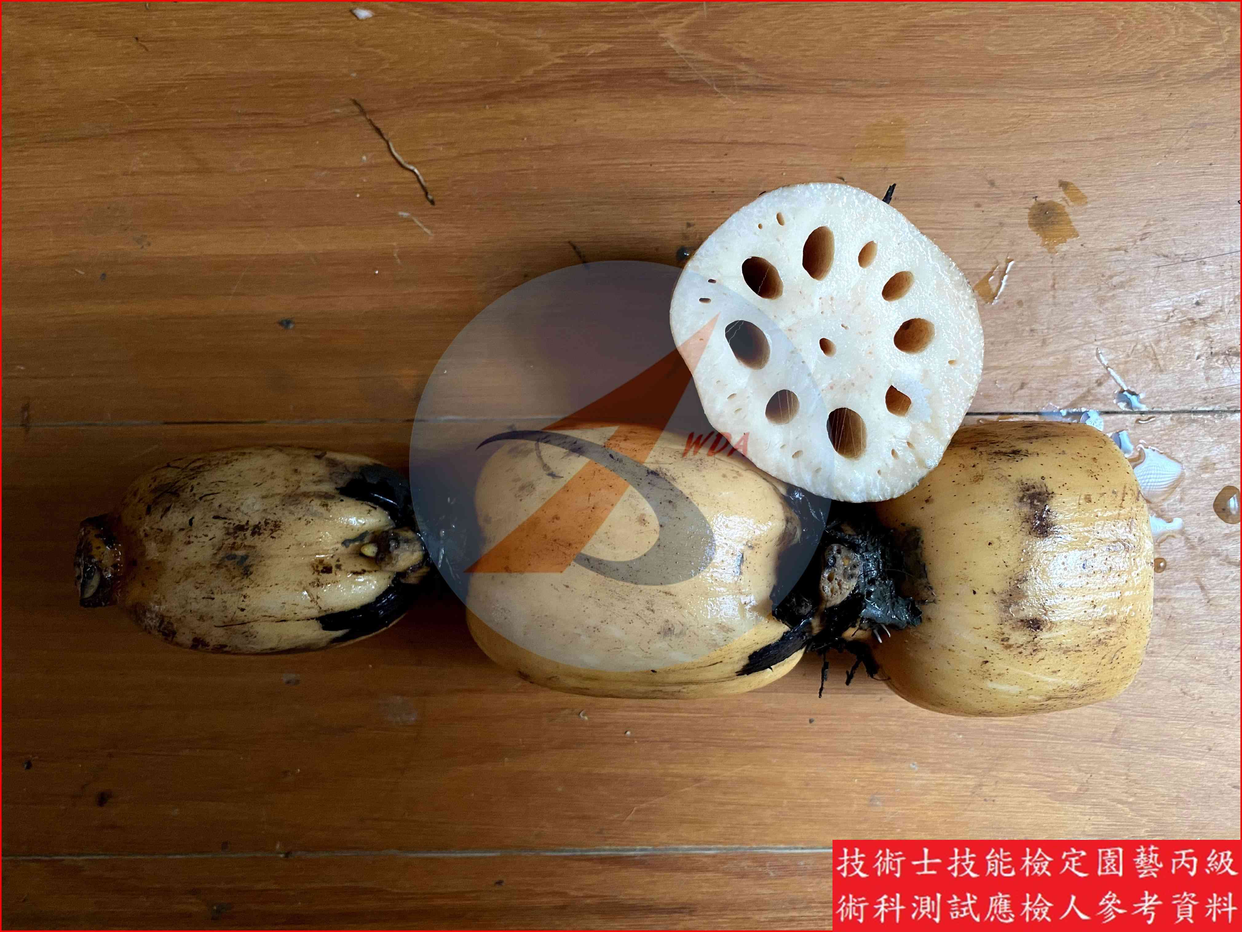 蓮藕 園藝丙級識別圖片 6