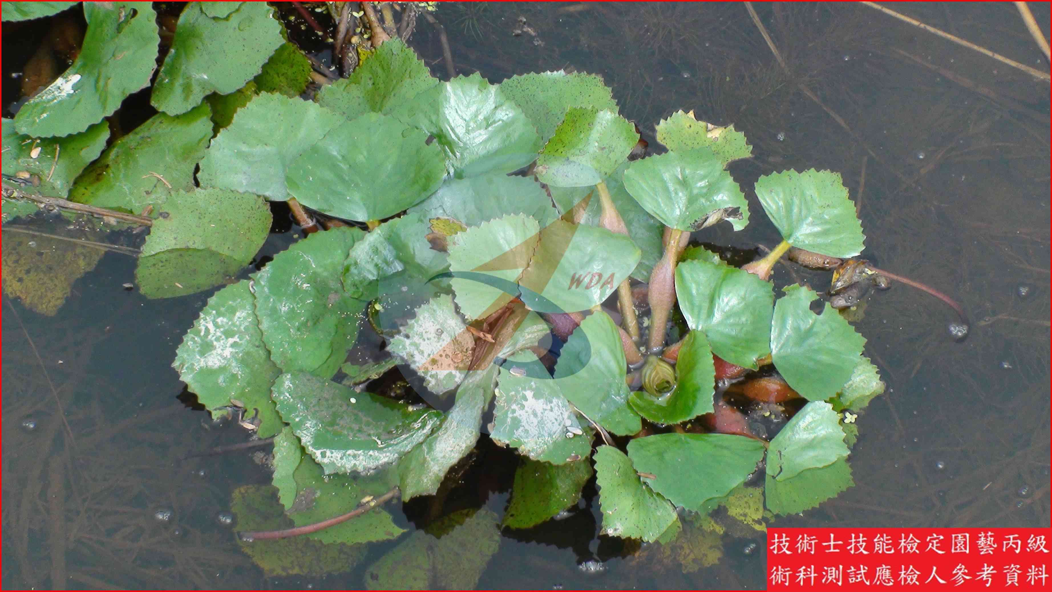 菱角 園藝丙級辨識圖片