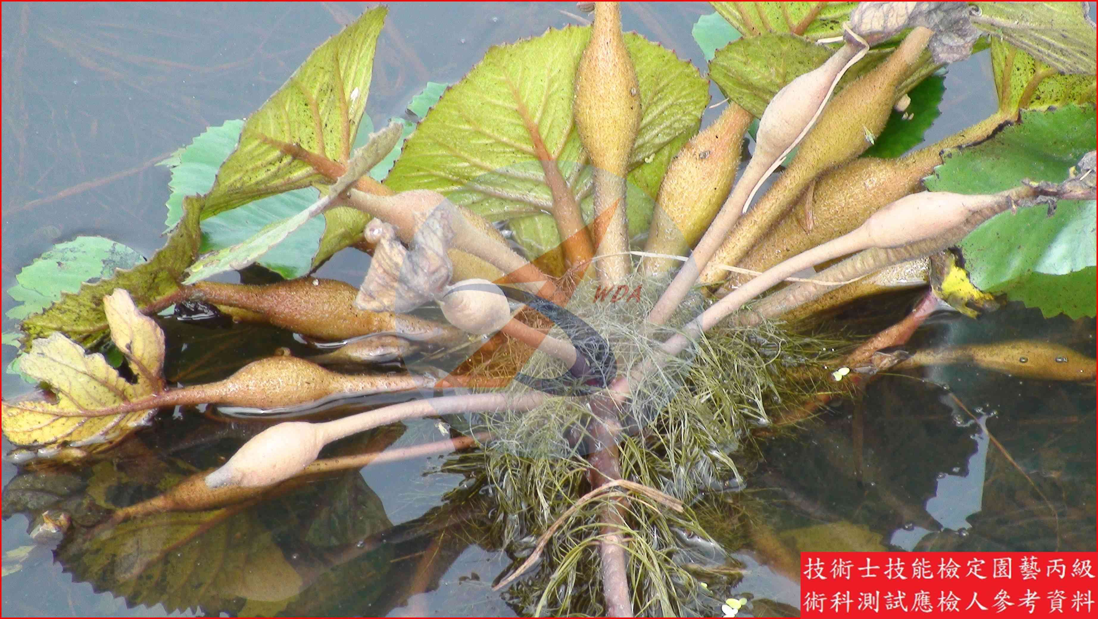 菱角 園藝丙級識別圖片 3