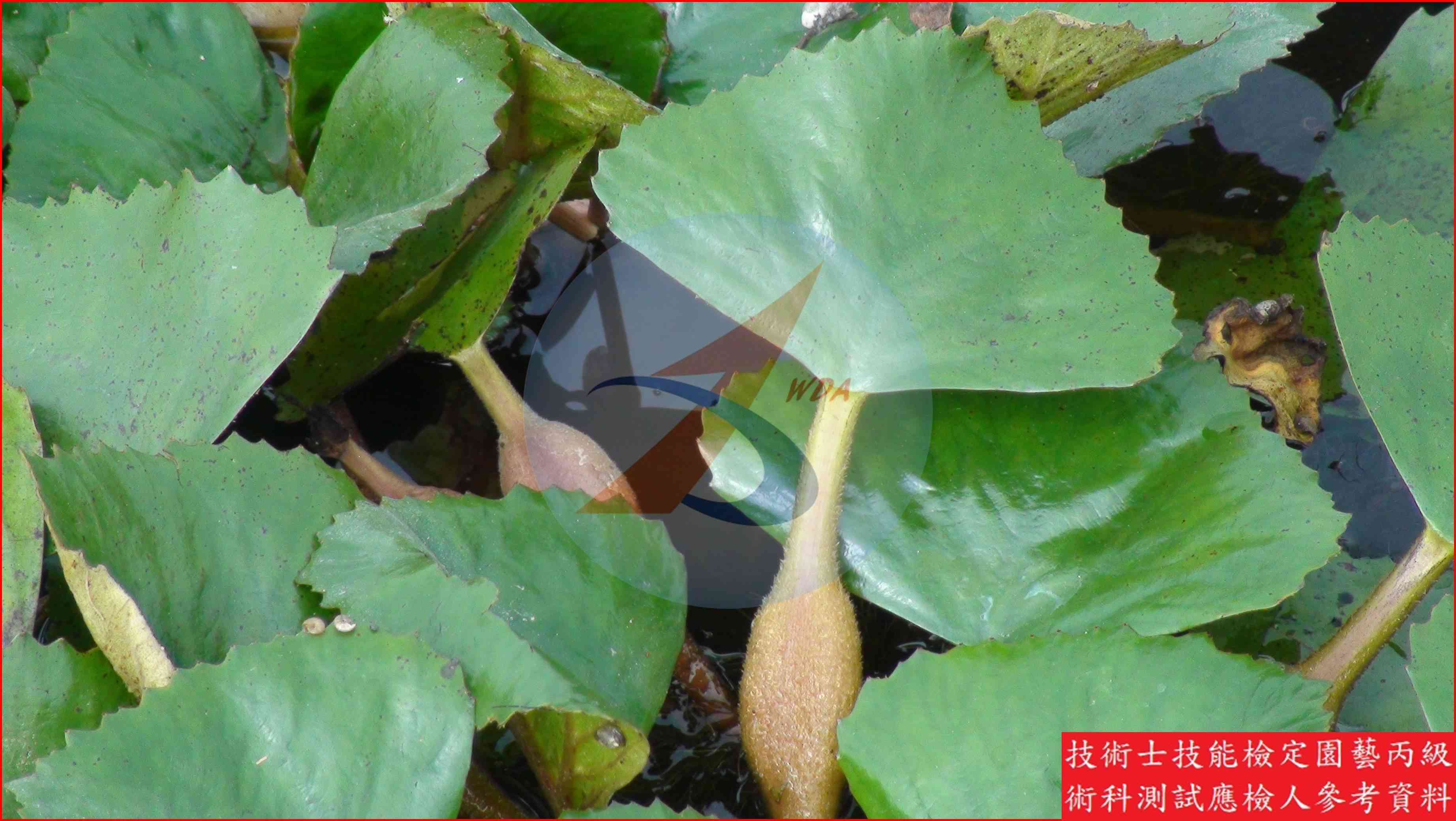菱角 園藝丙級識別圖片 4