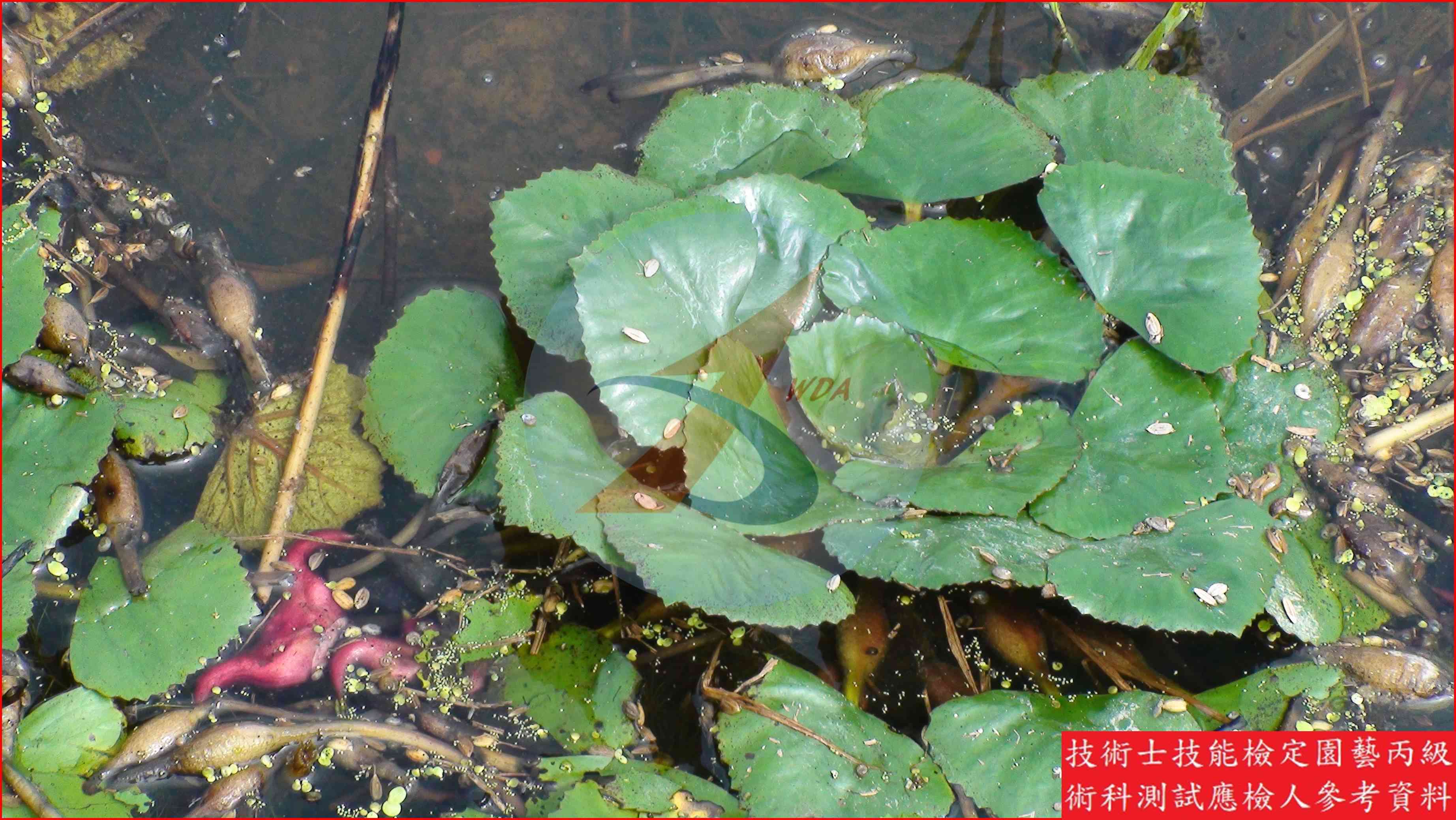 菱角 園藝丙級識別圖片 5