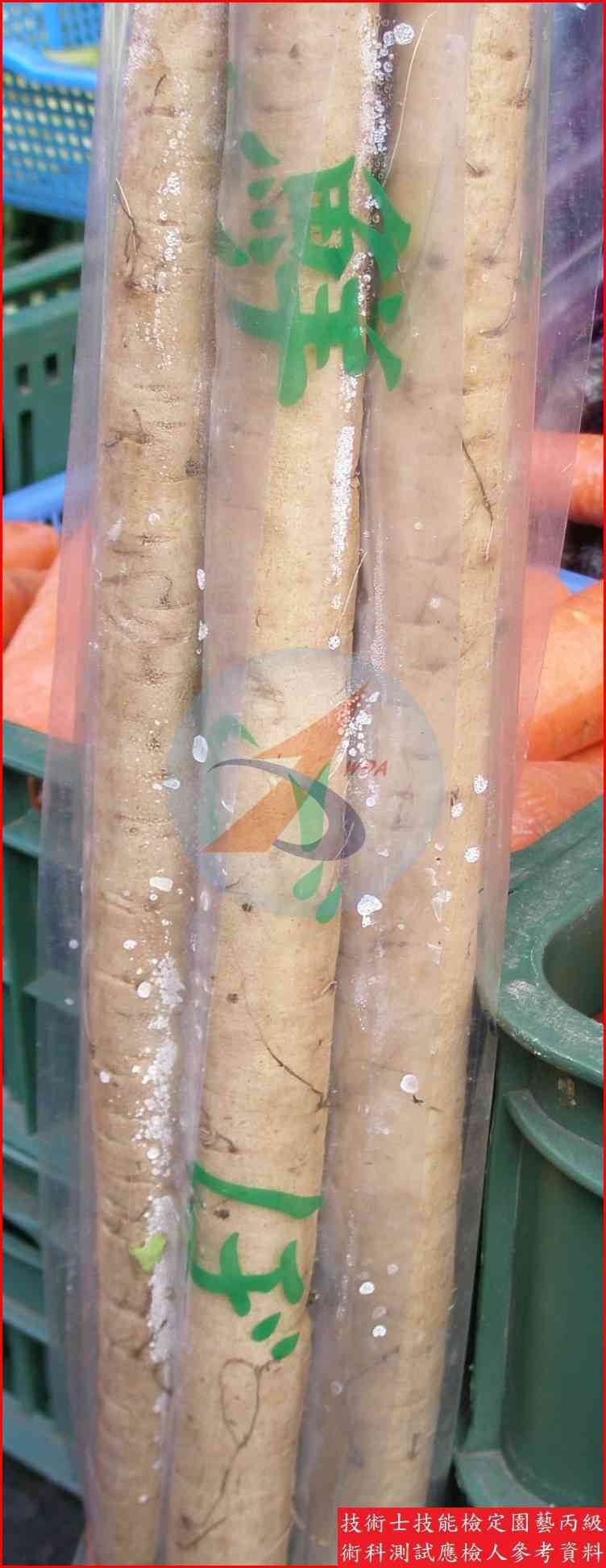 牛蒡 園藝丙級辨識圖片