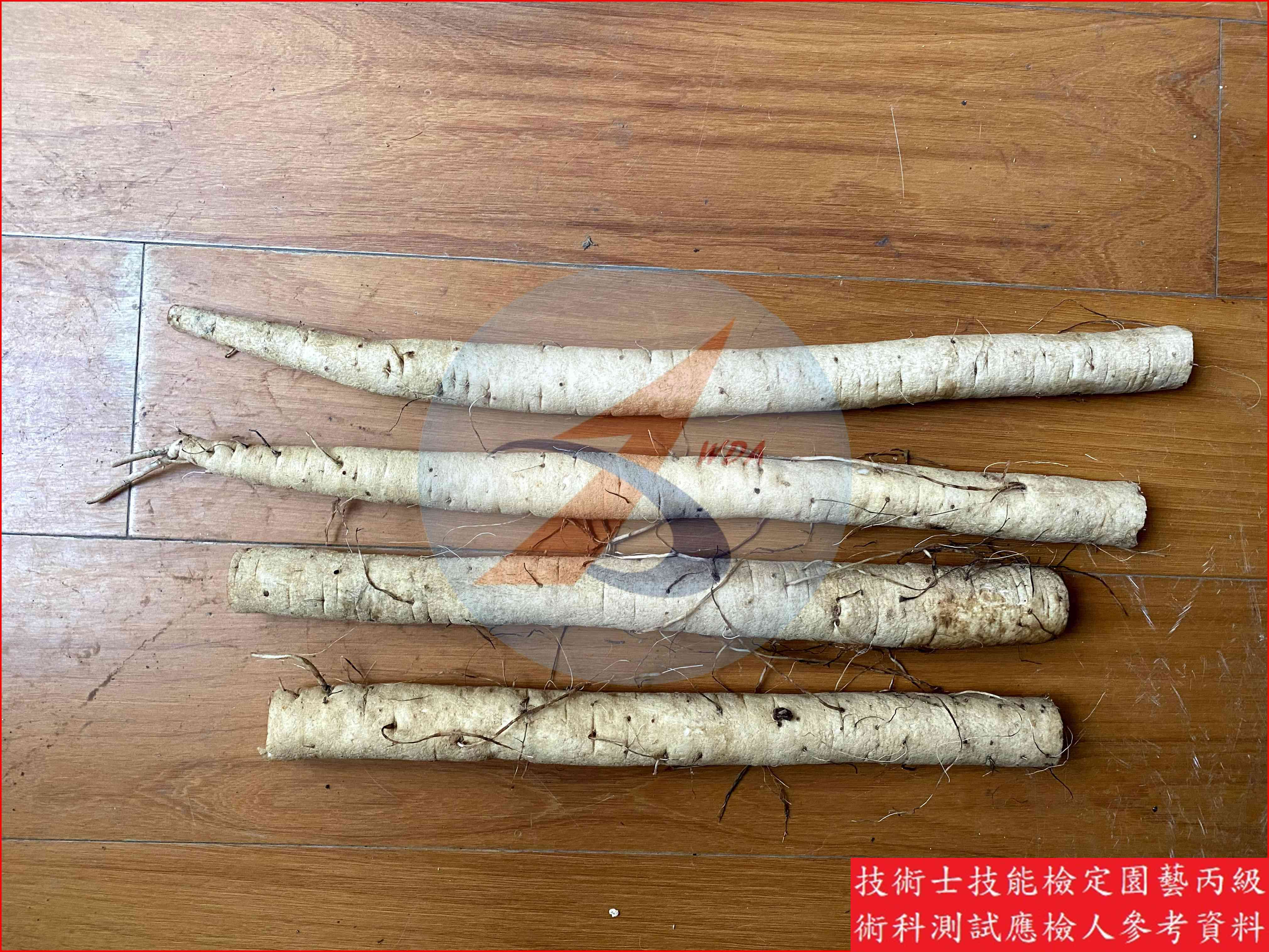 牛蒡 園藝丙級識別圖片 4