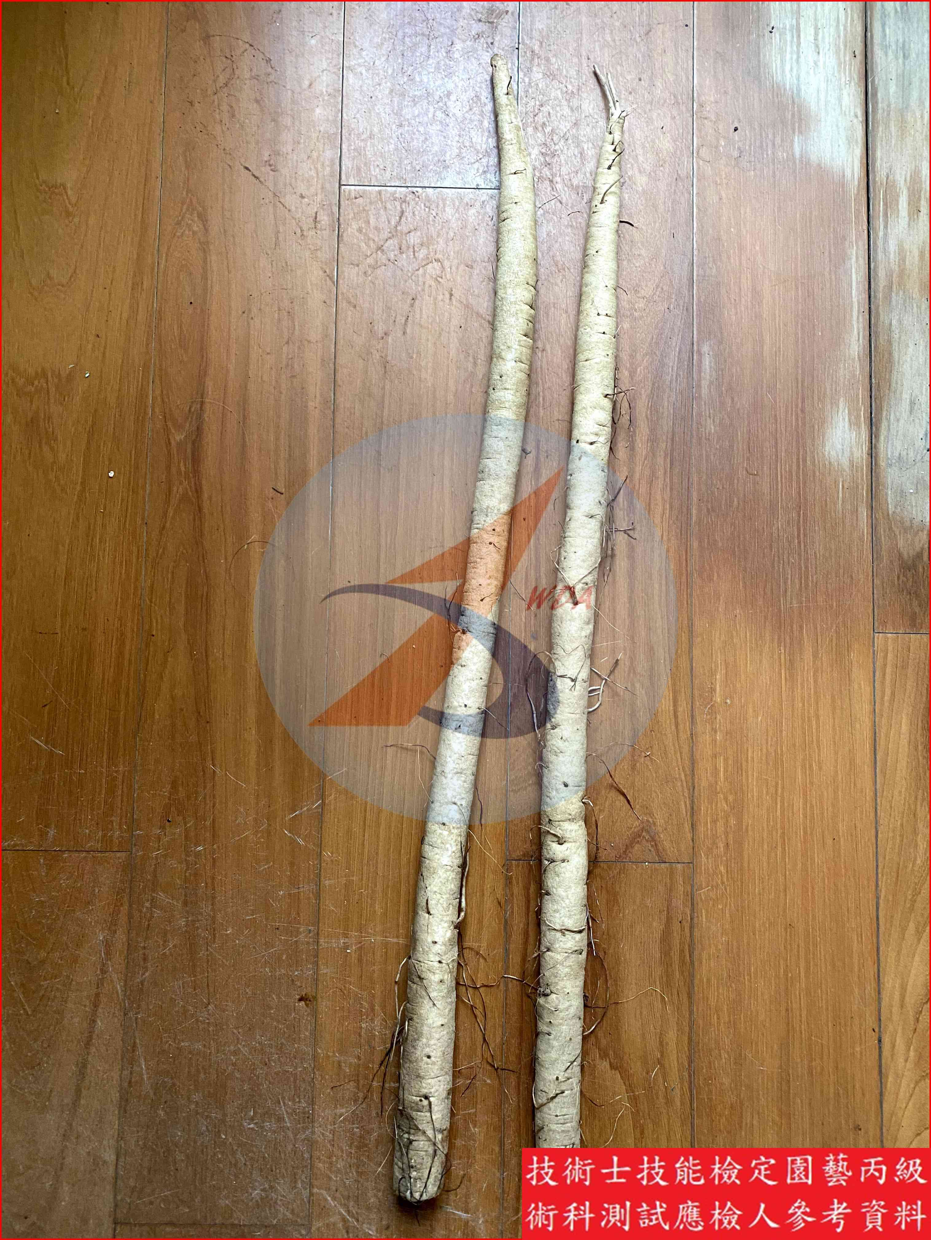 牛蒡 園藝丙級識別圖片 5