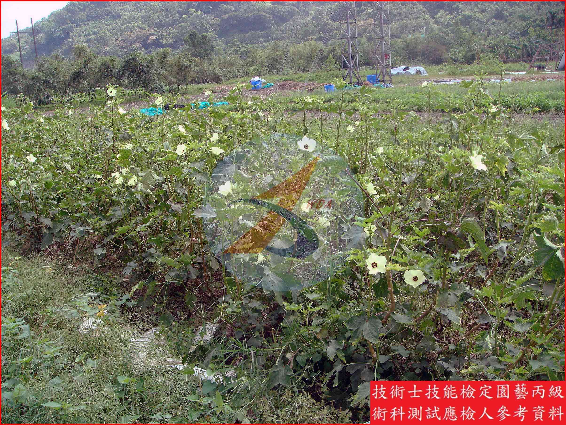 黃秋葵 園藝丙級識別圖片 2