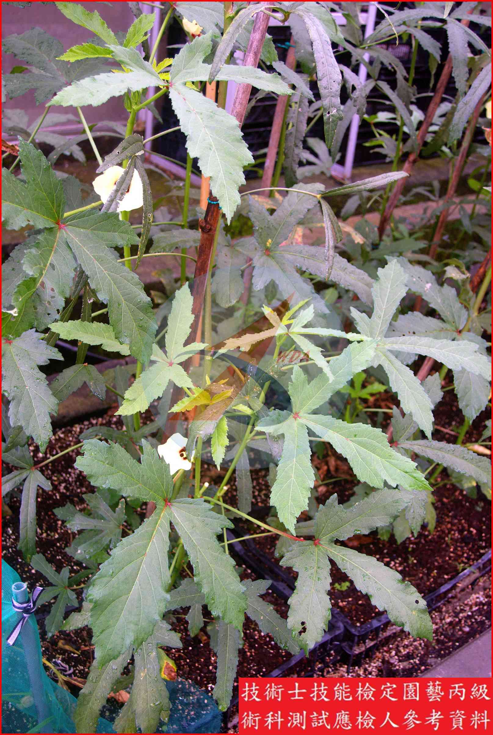 黃秋葵 園藝丙級識別圖片 6