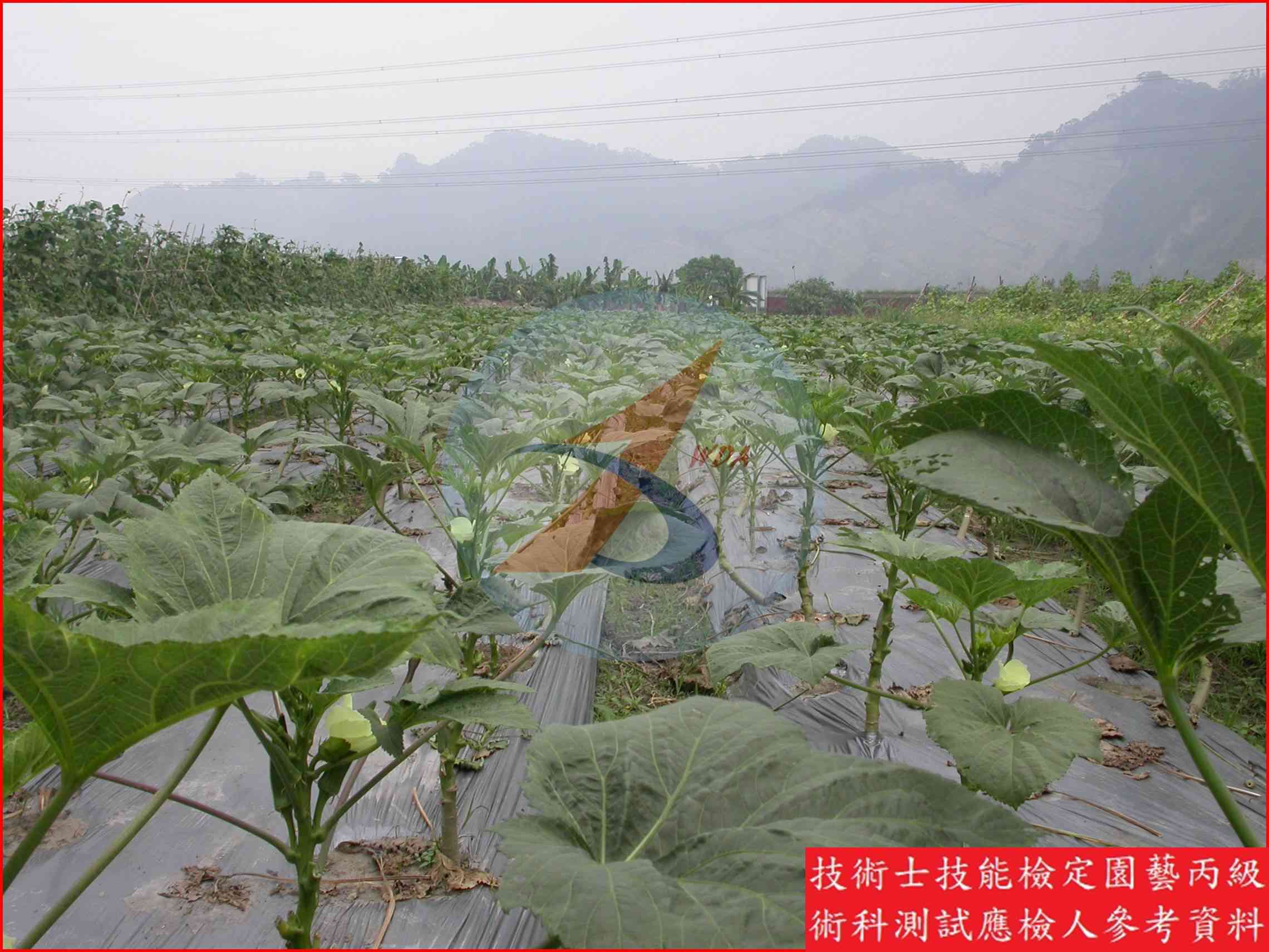 黃秋葵 園藝丙級識別圖片 8