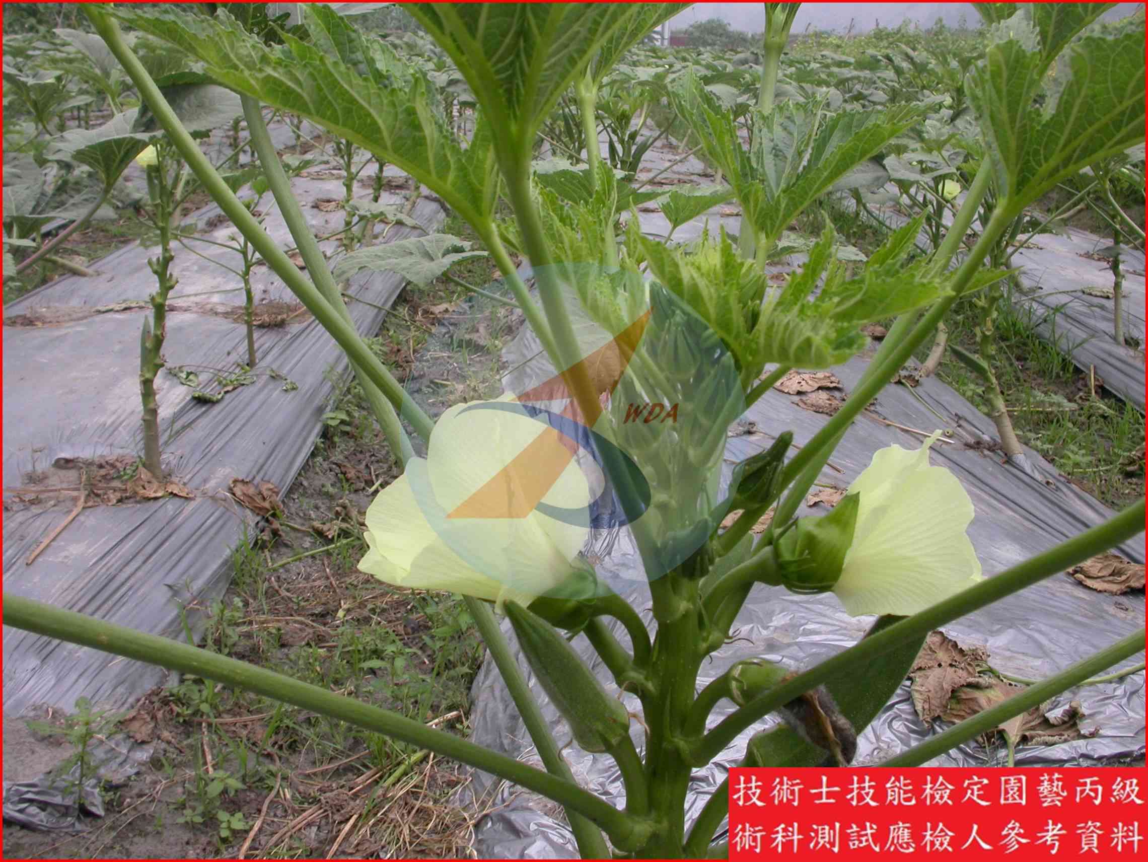 黃秋葵 園藝丙級識別圖片 9