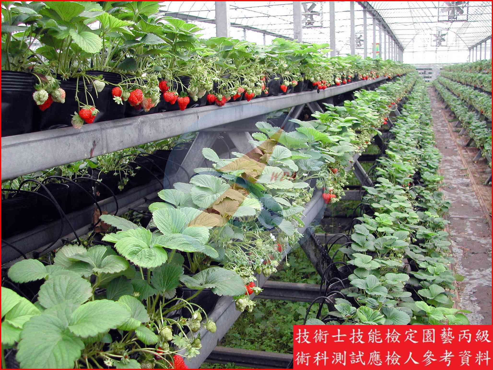 草莓 園藝丙級辨識圖片