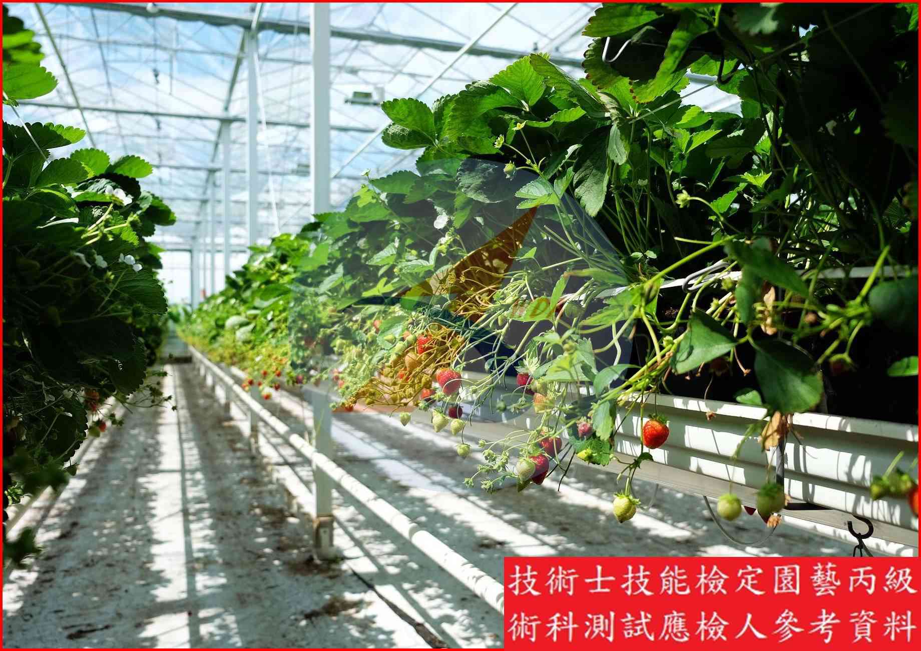 草莓 園藝丙級識別圖片 10