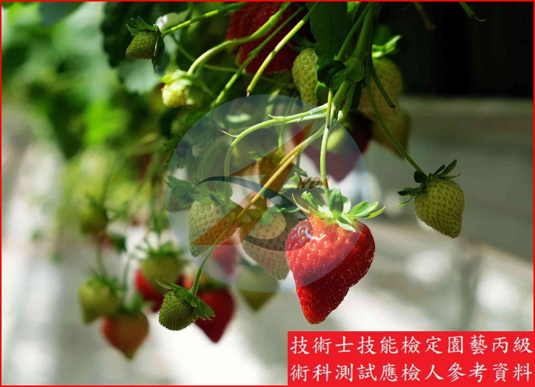 草莓 園藝丙級識別圖片 2