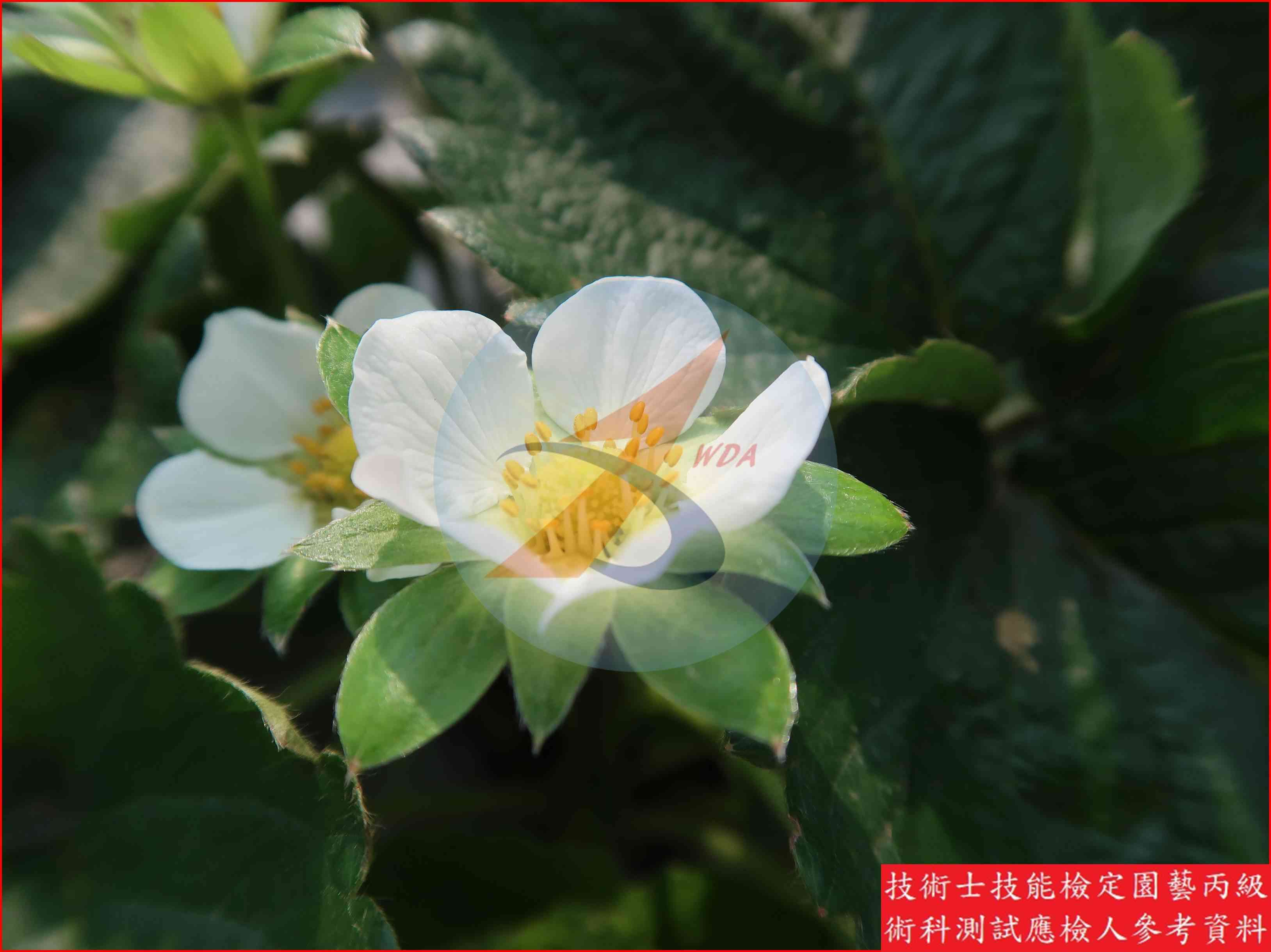 草莓 園藝丙級識別圖片 5