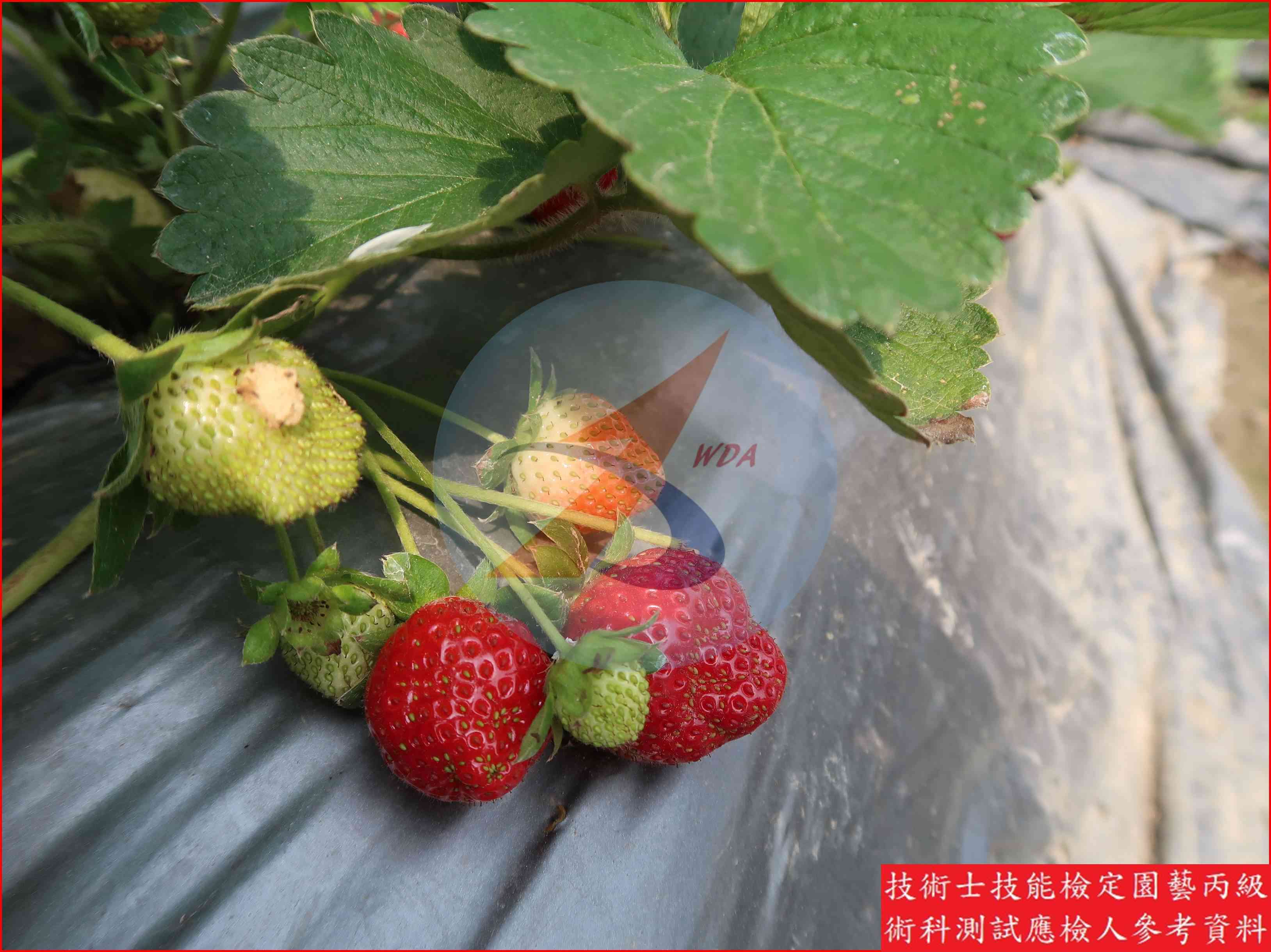 草莓 園藝丙級識別圖片 6