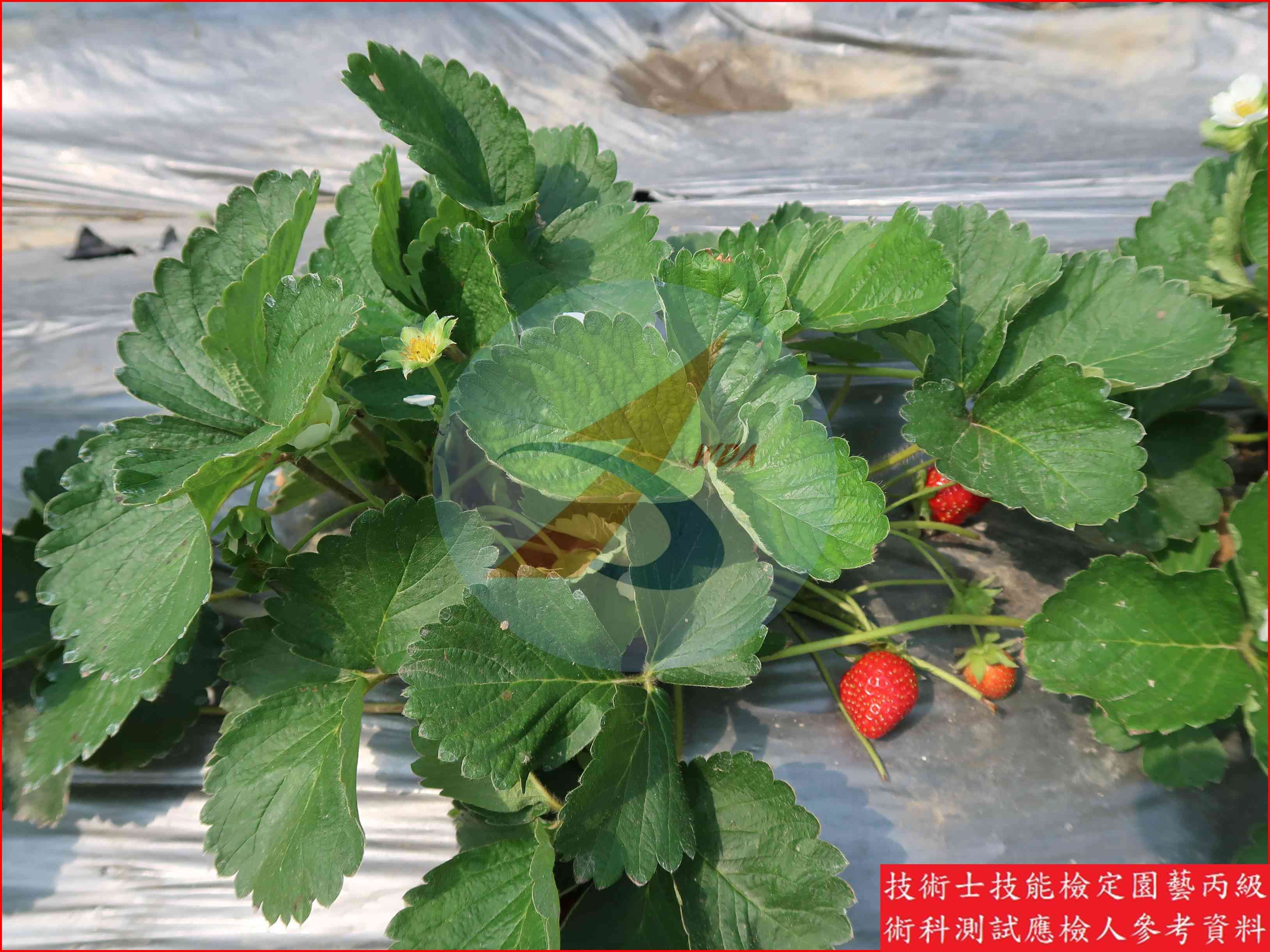 草莓 園藝丙級識別圖片 7