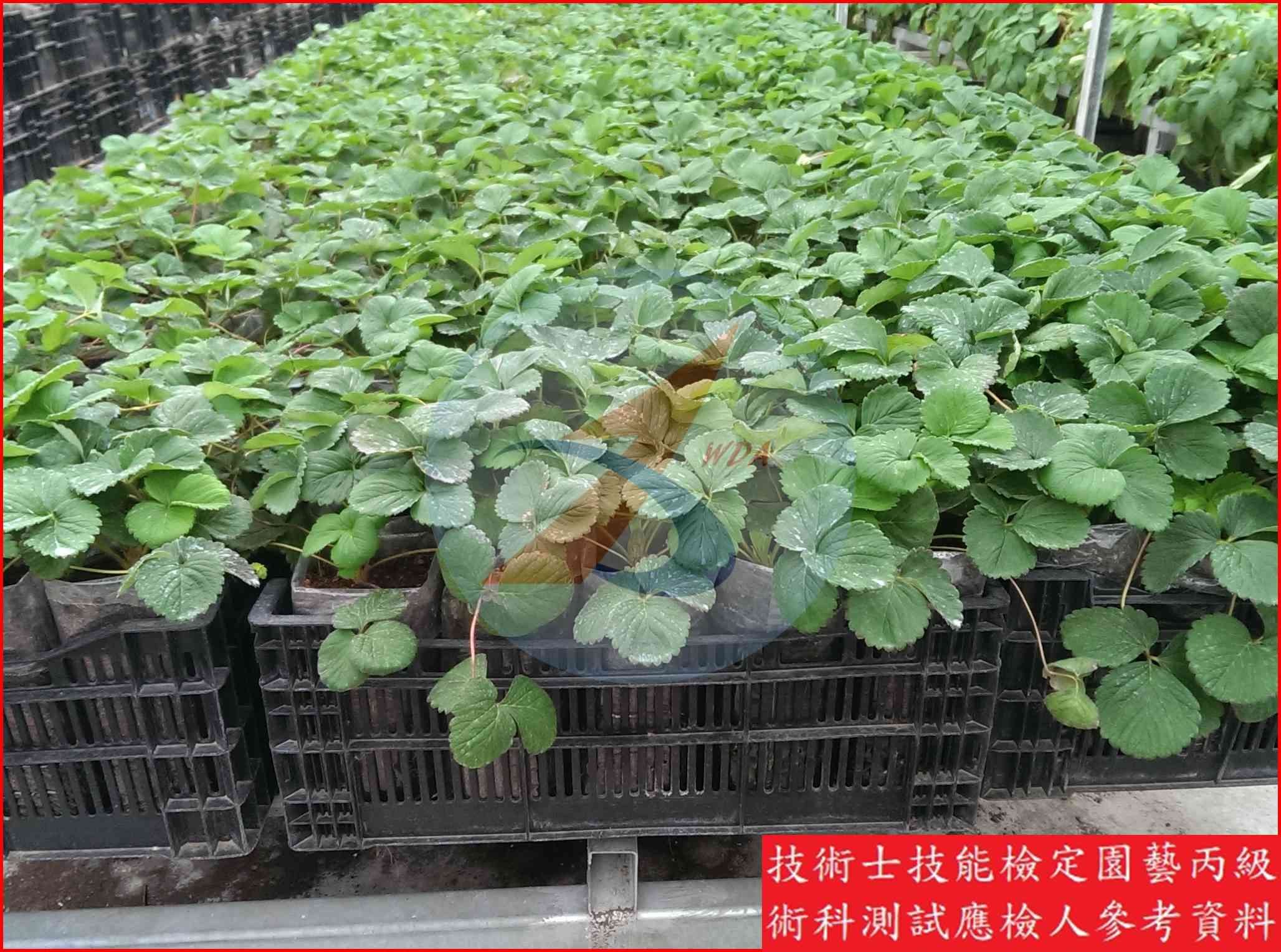 草莓 園藝丙級識別圖片 8