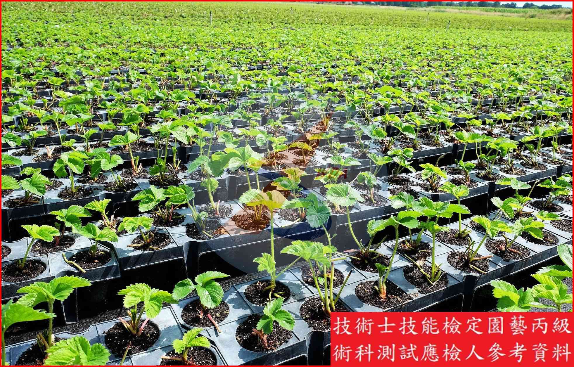 草莓 園藝丙級識別圖片 9