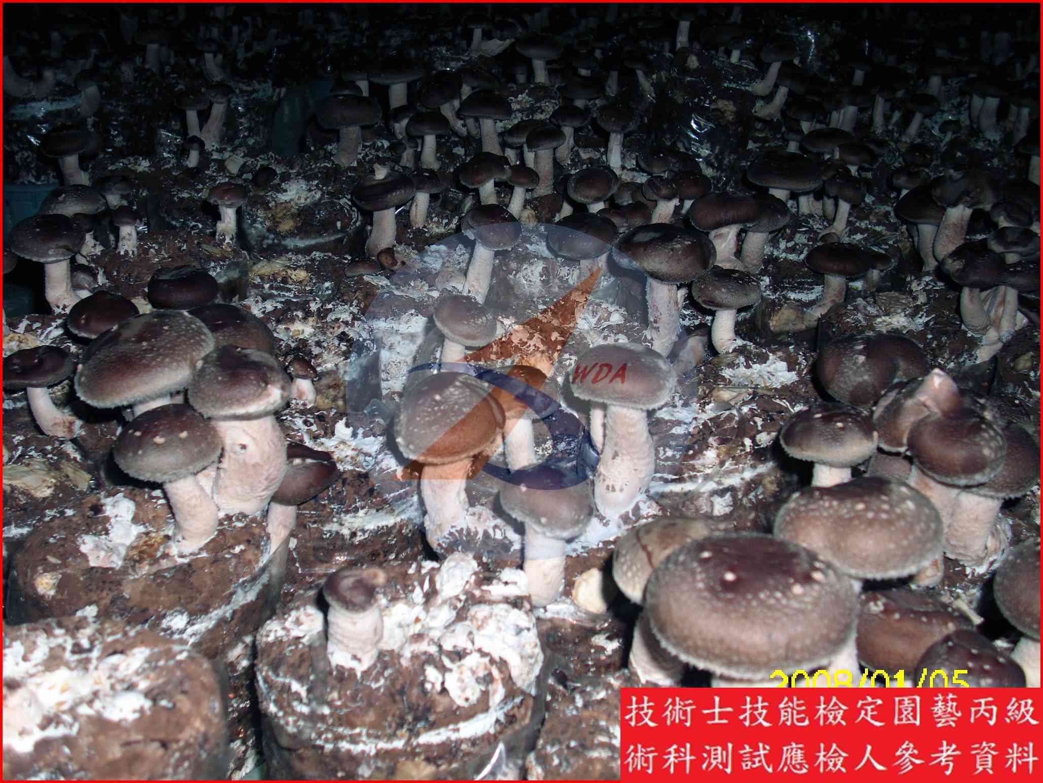 香菇 園藝丙級辨識圖片