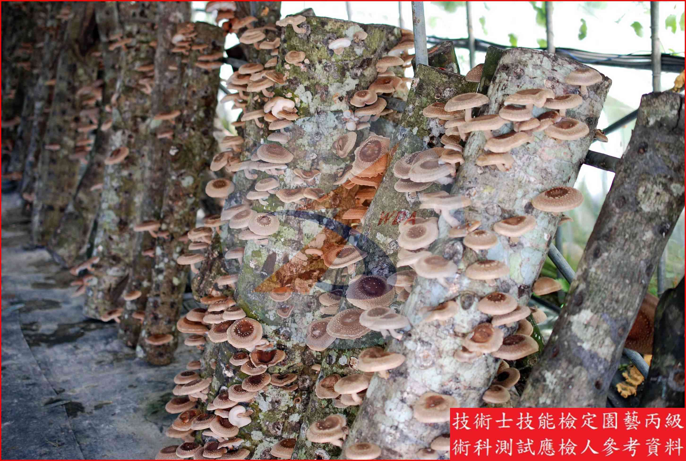 香菇 園藝丙級識別圖片 2