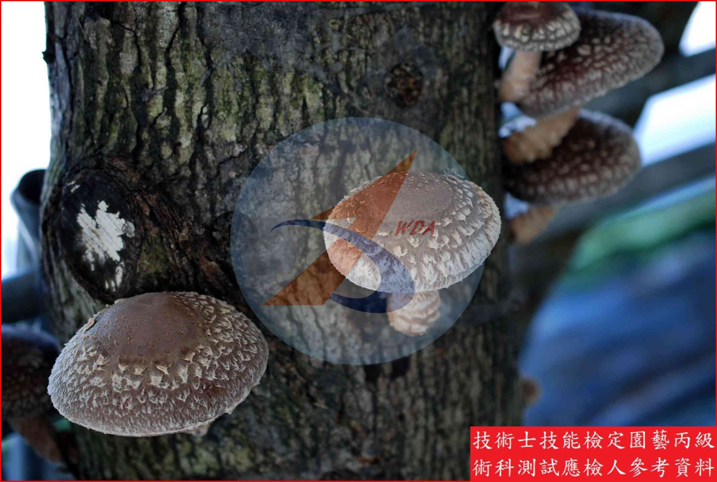 香菇 園藝丙級識別圖片 3