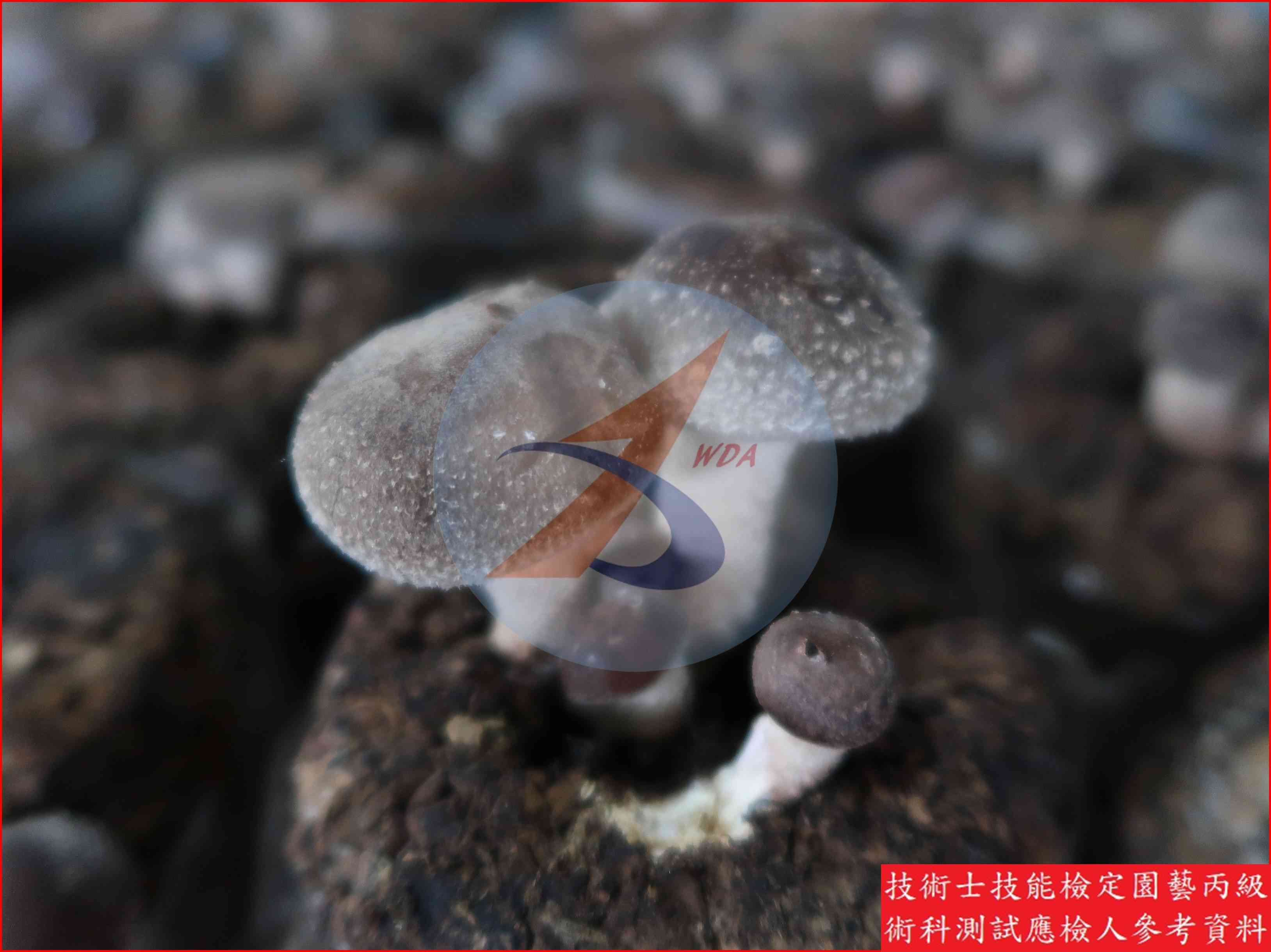 香菇 園藝丙級識別圖片 4