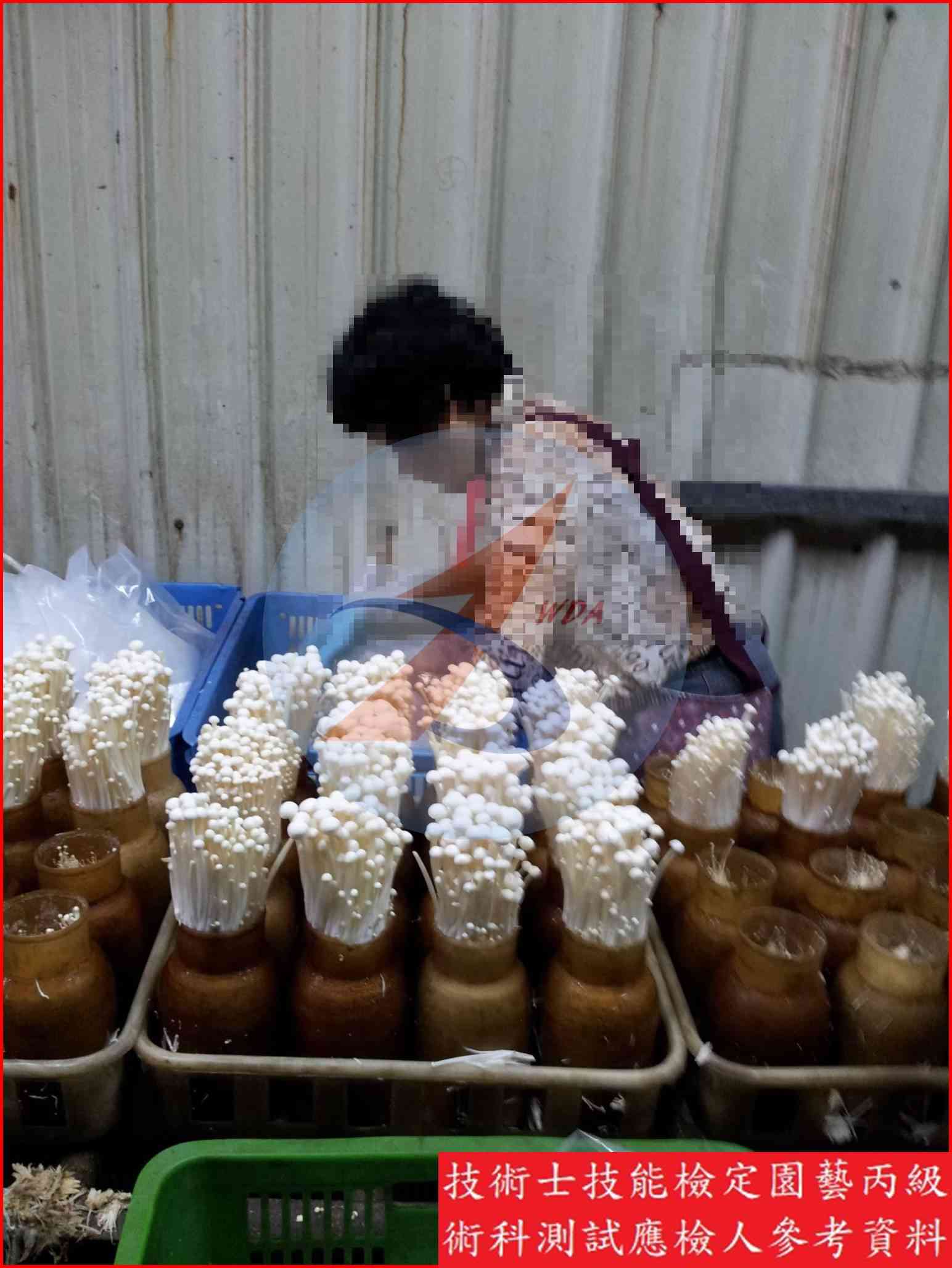 金針菇 園藝丙級辨識圖片