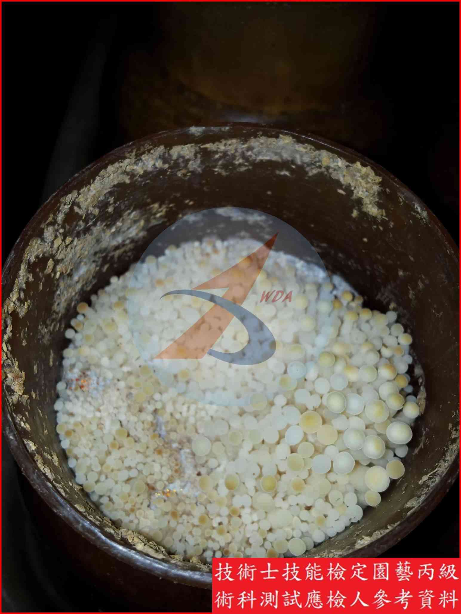金針菇 園藝丙級識別圖片 4