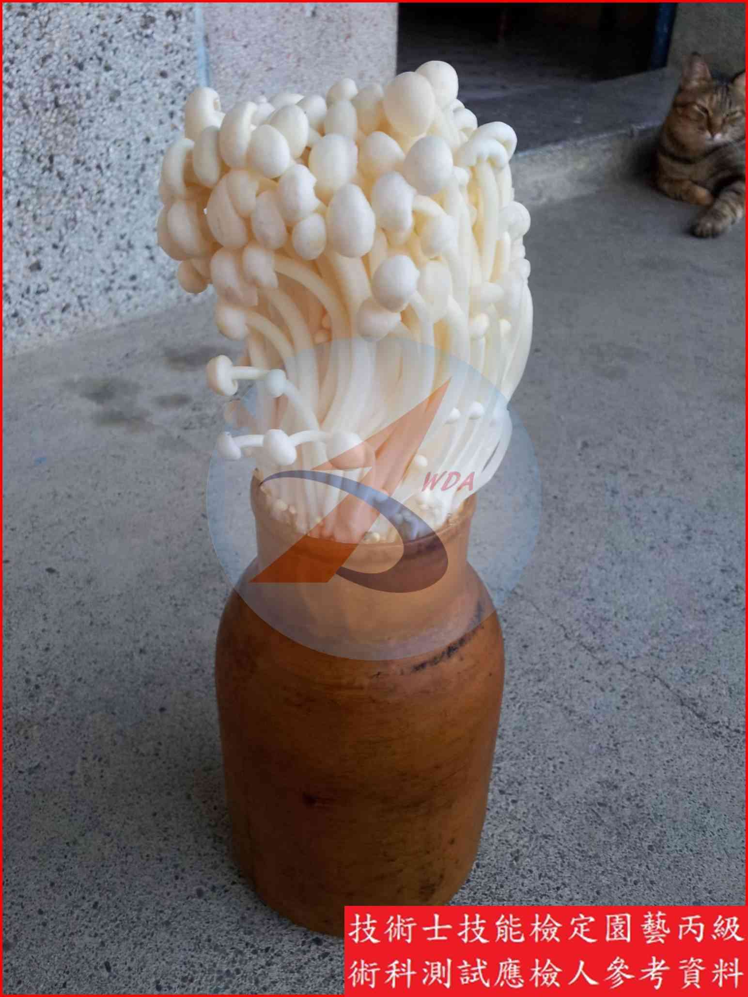金針菇 園藝丙級識別圖片 6