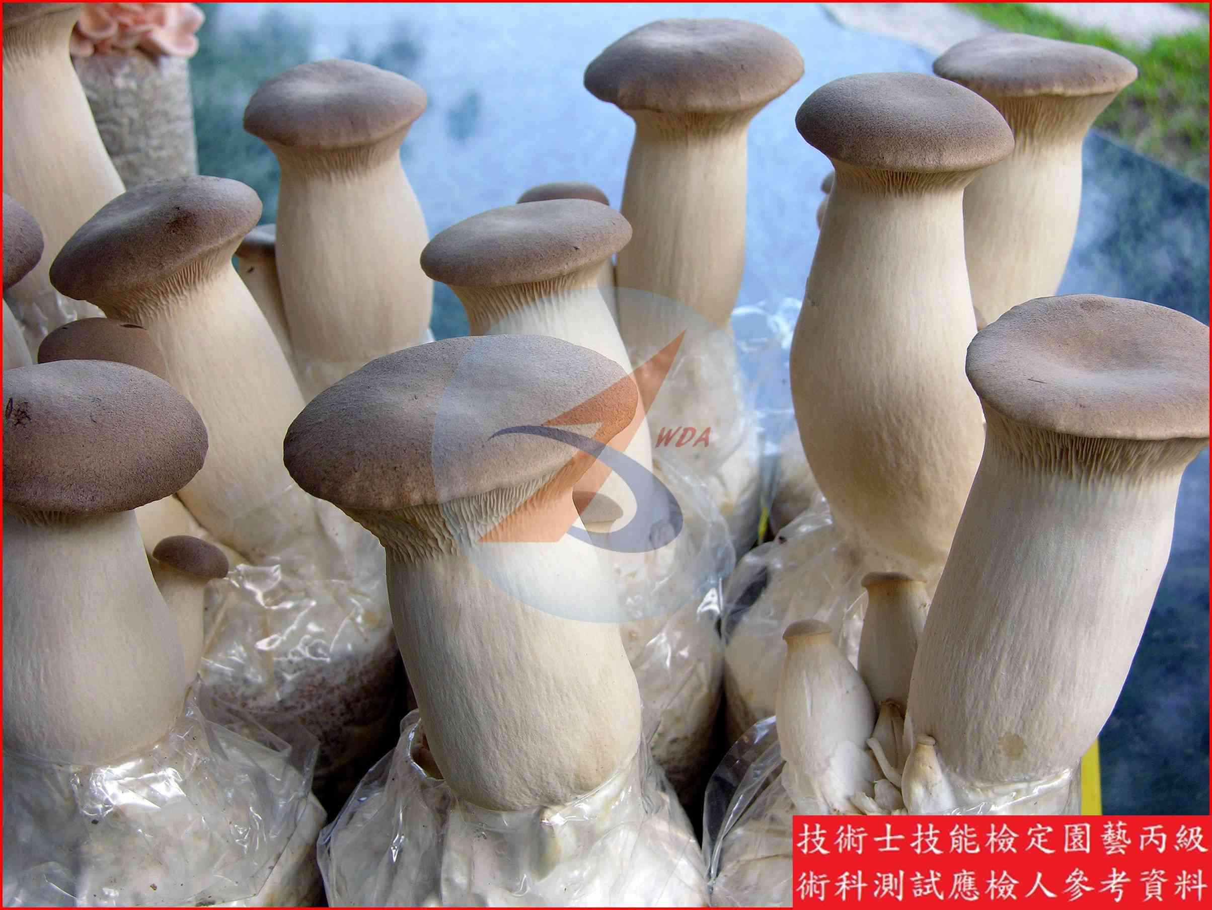杏鮑菇 園藝丙級識別圖片 2