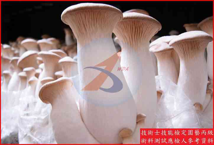 杏鮑菇 園藝丙級識別圖片 3