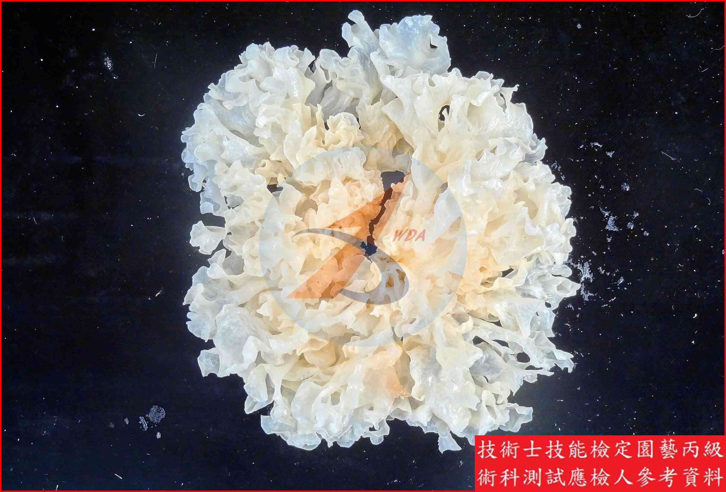 白木耳 園藝丙級辨識圖片